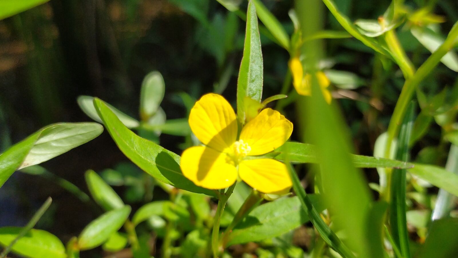 Xiaomi Redmi Note 8 sample photo. Flower, yellow, green photography