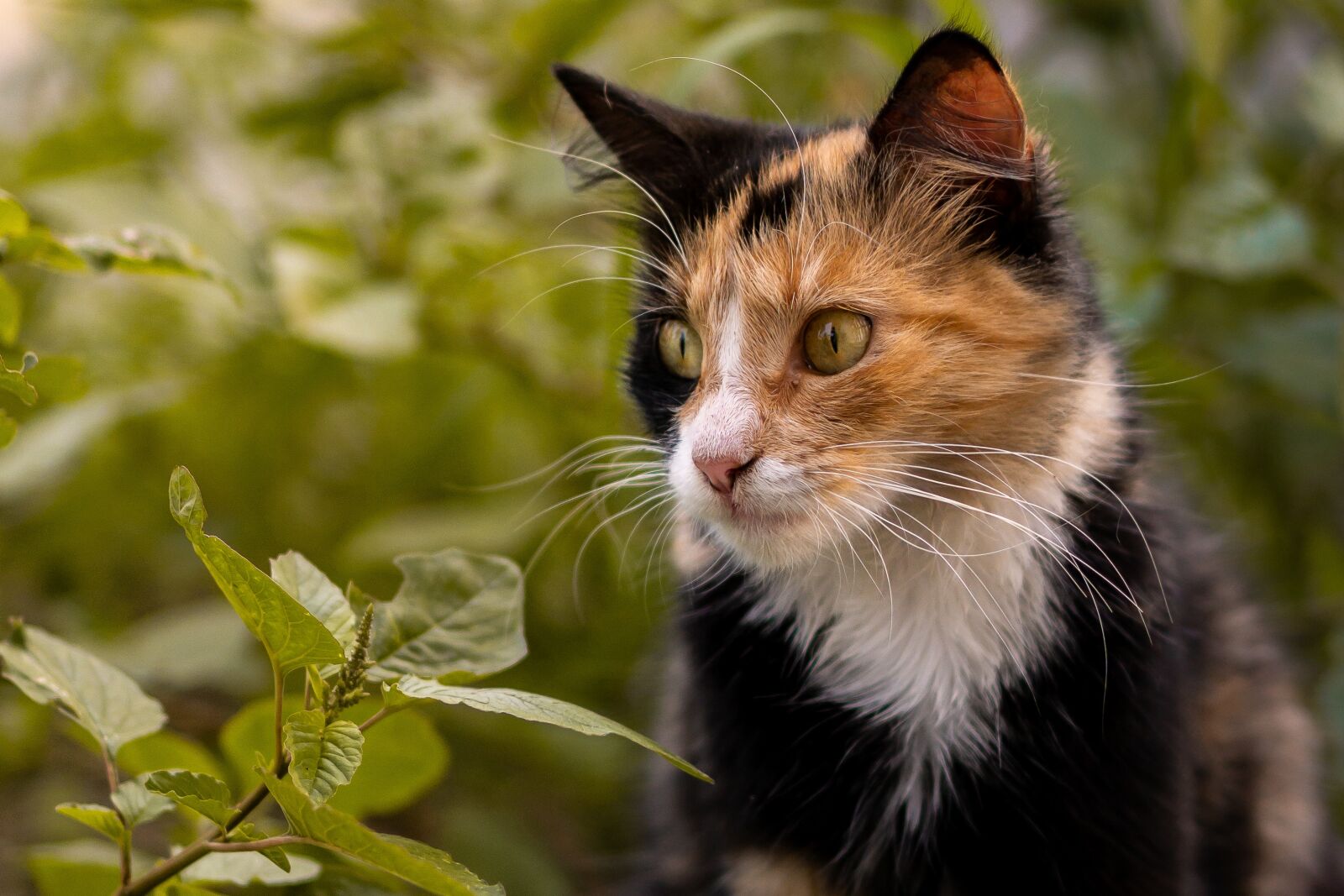 E 50mm F1.8 OSS sample photo. Cat, animal, eyes photography