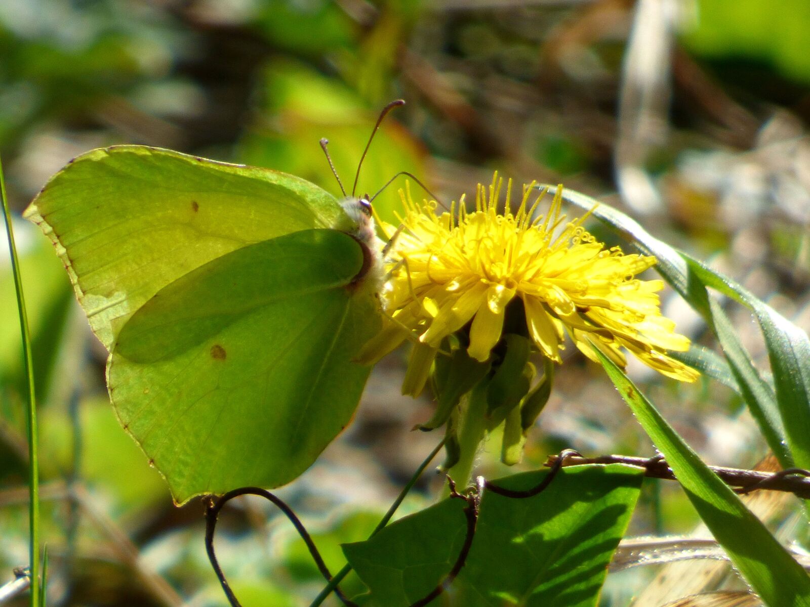 Panasonic DMC-FZ72 sample photo. Butterfly, yellow, leaf photography
