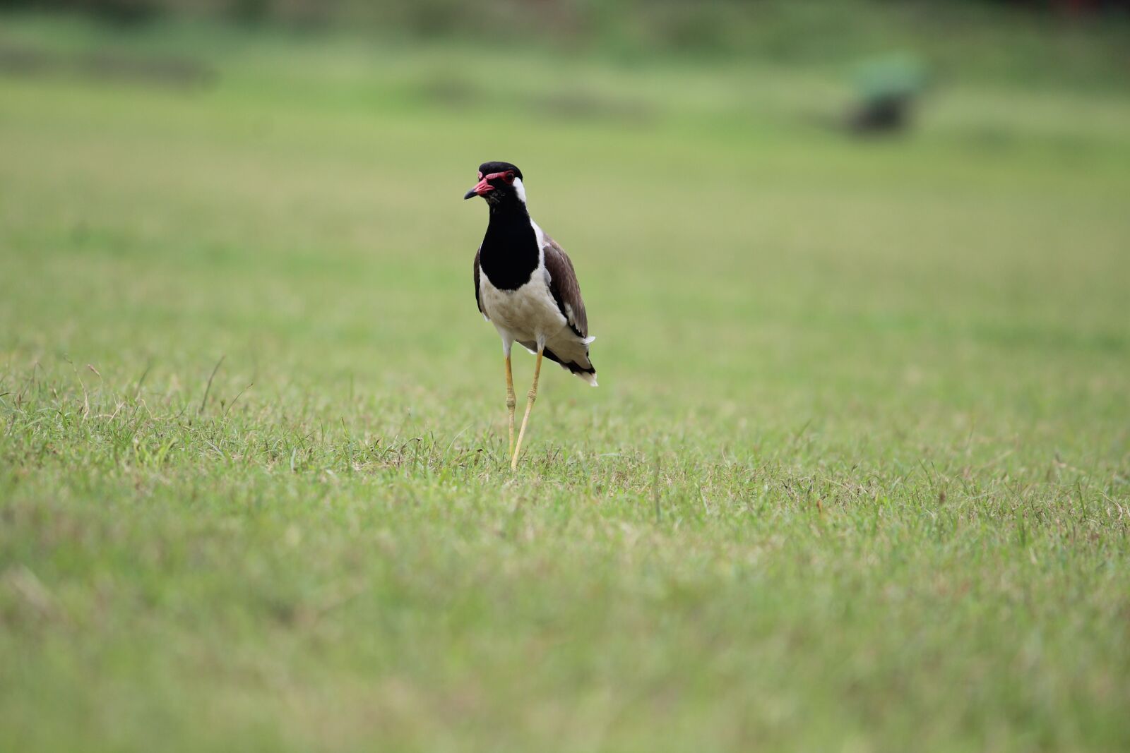 Canon EOS 1200D (EOS Rebel T5 / EOS Kiss X70 / EOS Hi) sample photo. Bird, aves, grass photography