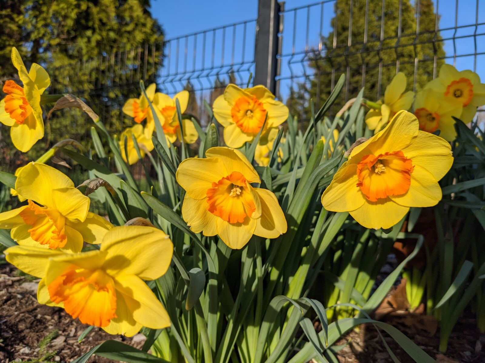 Google Pixel 4 XL sample photo. Flower, yellow, spring photography