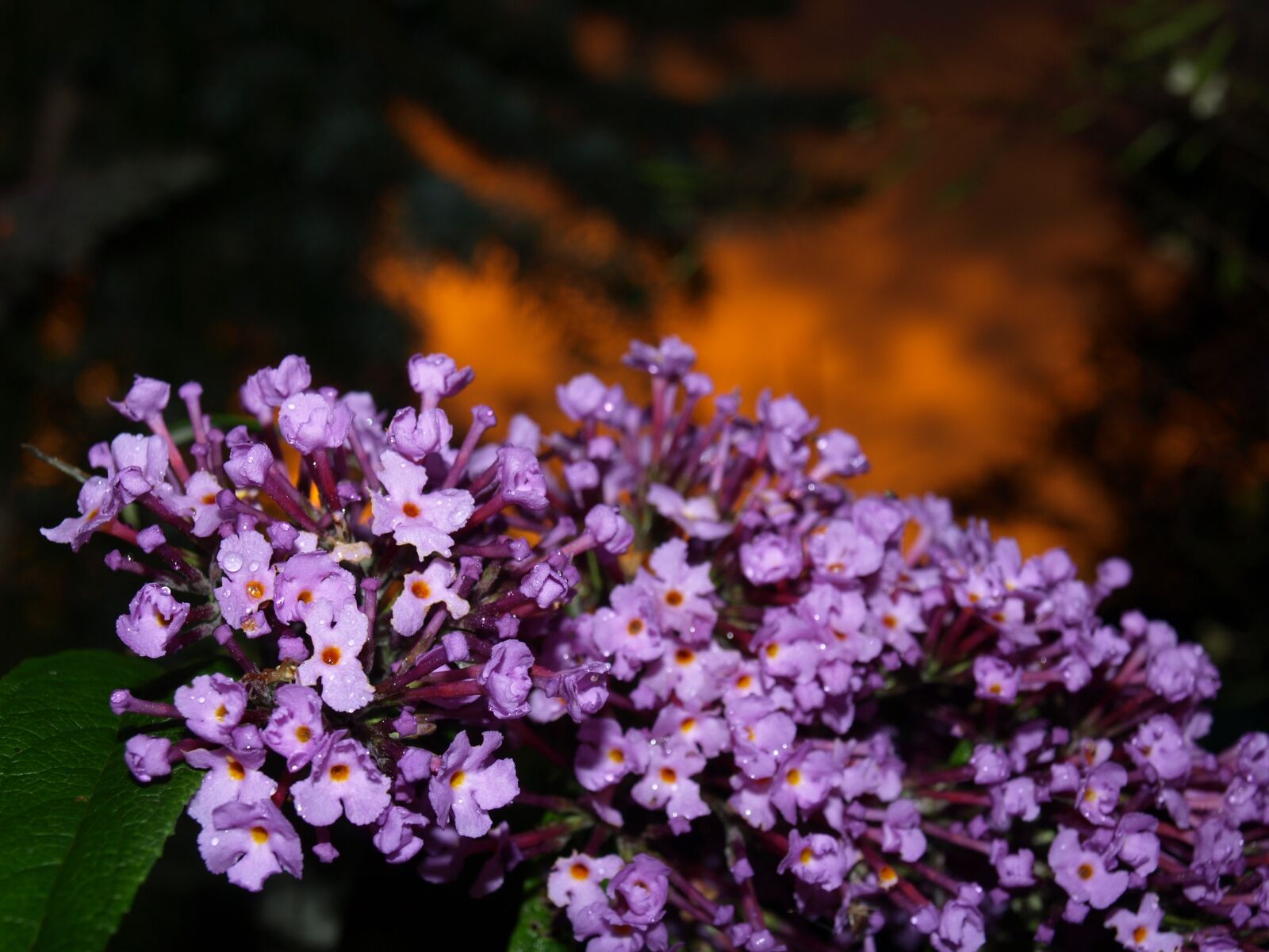 Olympus E-510 (EVOLT E-510) sample photo. Rain, summer, flowers photography