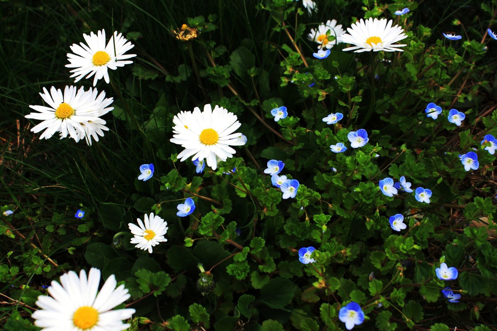 Canon EOS 1000D (EOS Digital Rebel XS / EOS Kiss F) sample photo. Flowers, garden, spring photography