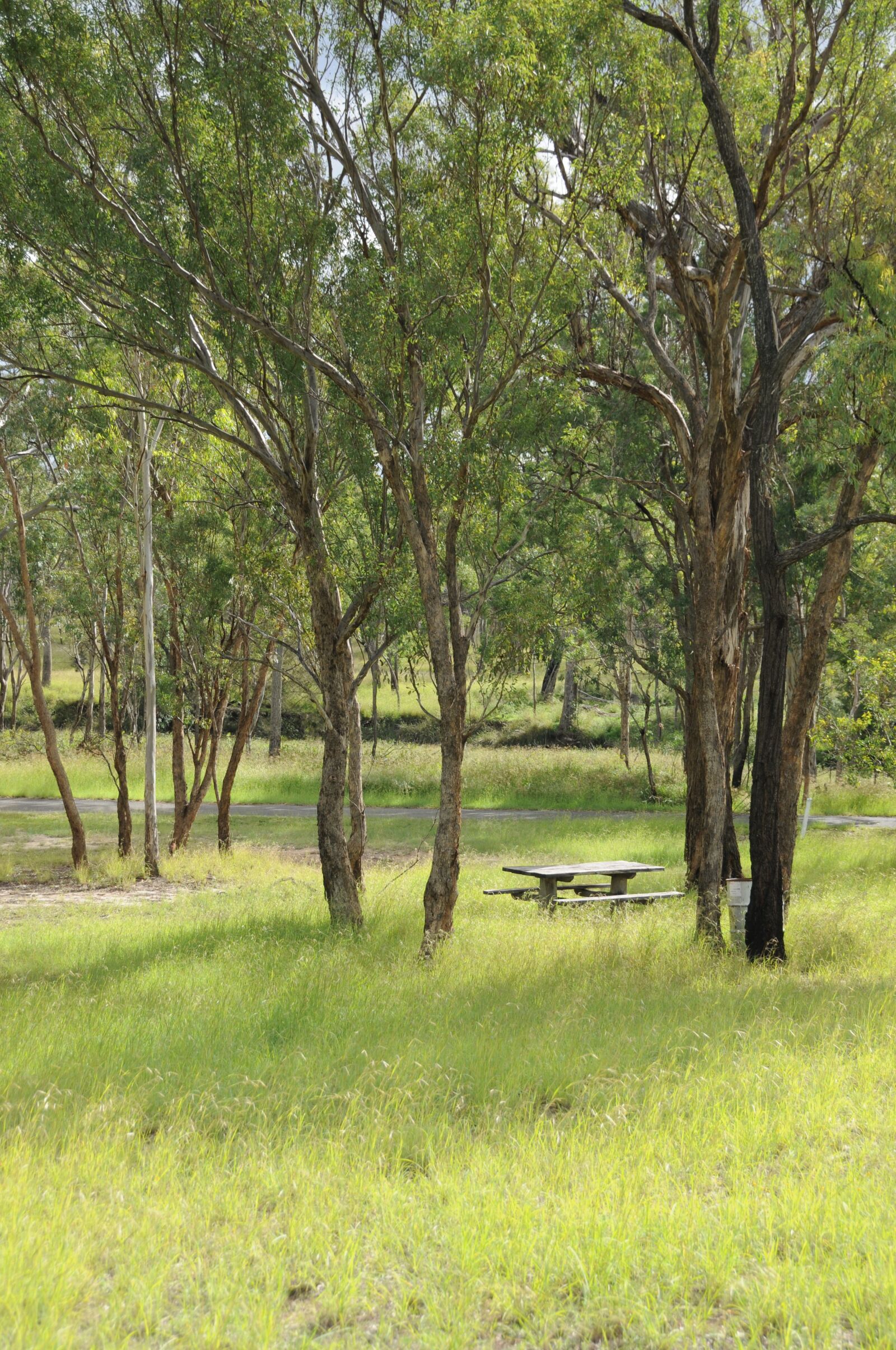 Nikon D300 sample photo. Park, trees, grass photography