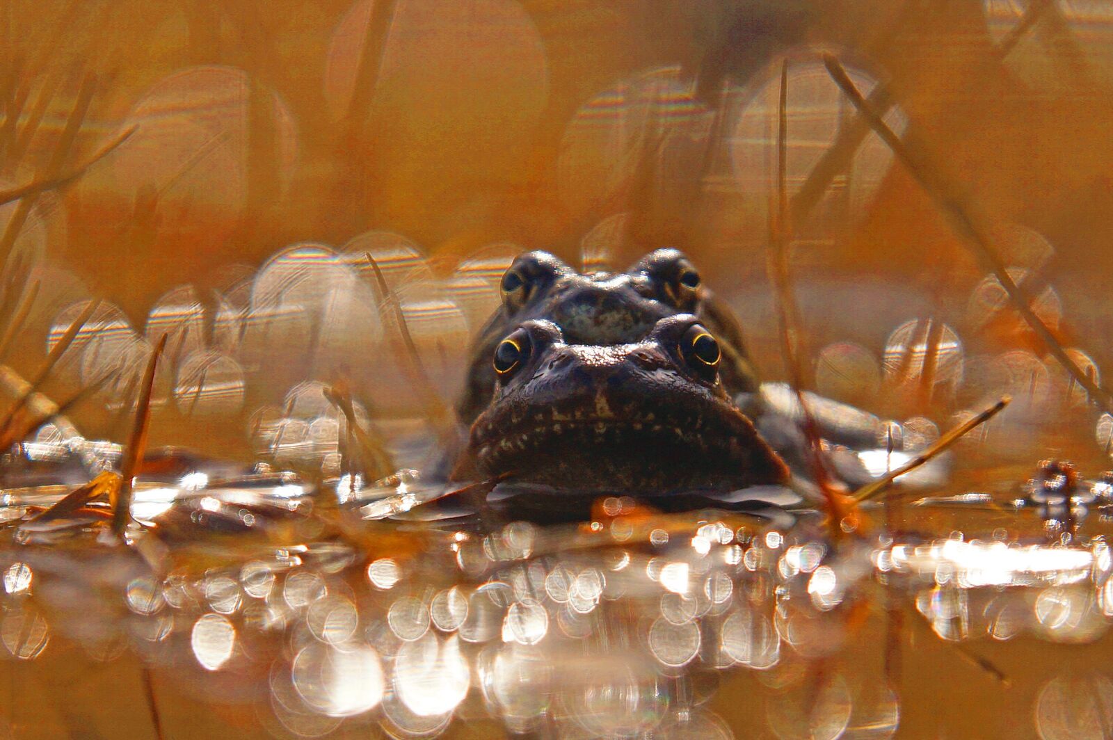 Sony SLT-A65 (SLT-A65V) sample photo. Rana, pond, eyes photography