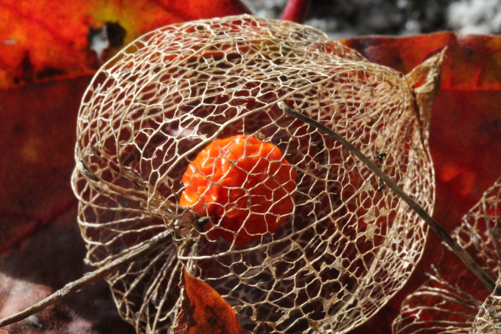 Canon EOS 1200D (EOS Rebel T5 / EOS Kiss X70 / EOS Hi) sample photo. Physalis, berry, autumn photography
