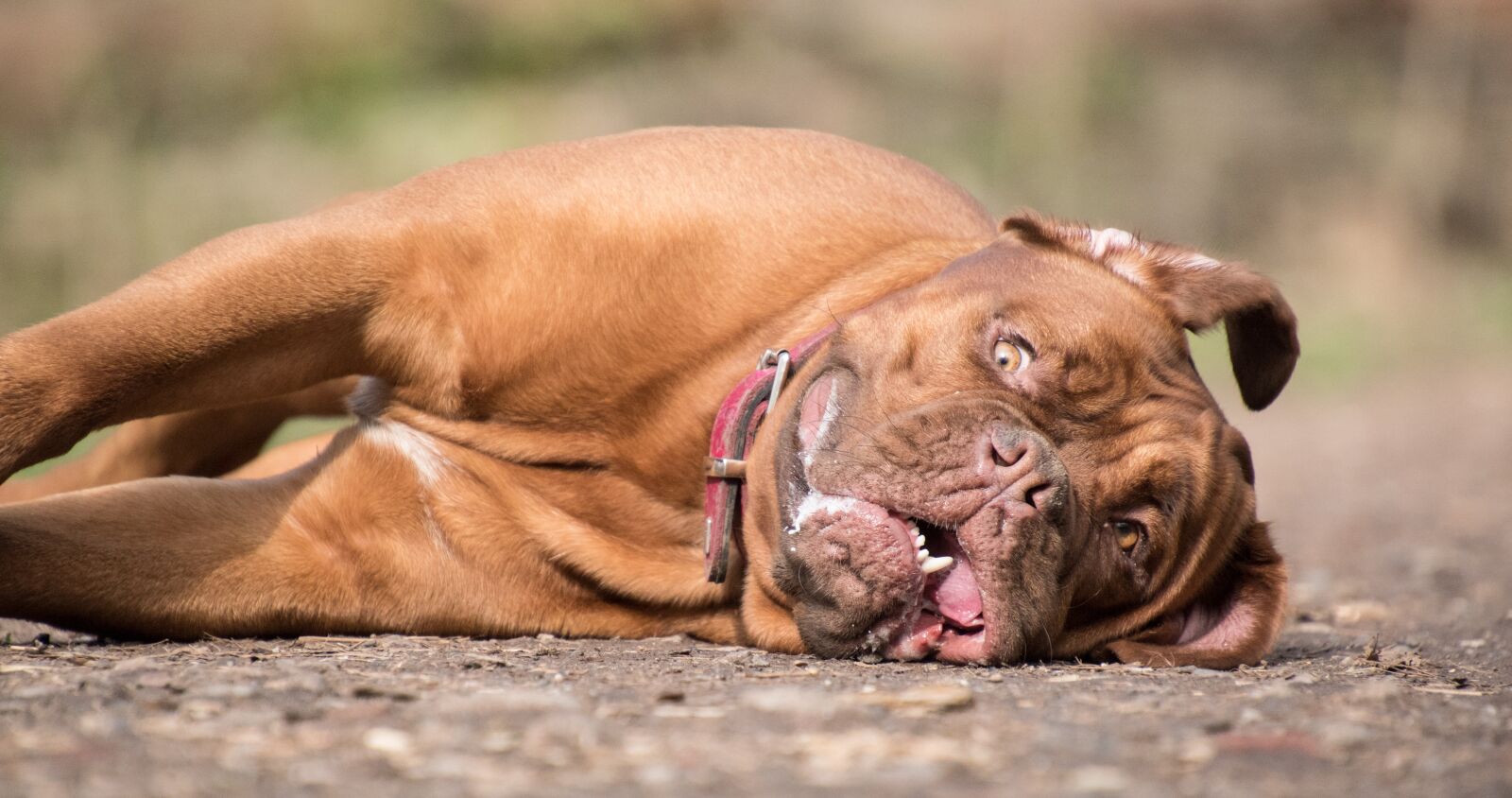 Nikon D5600 sample photo. Dog, animal, bordeaux mastiff photography
