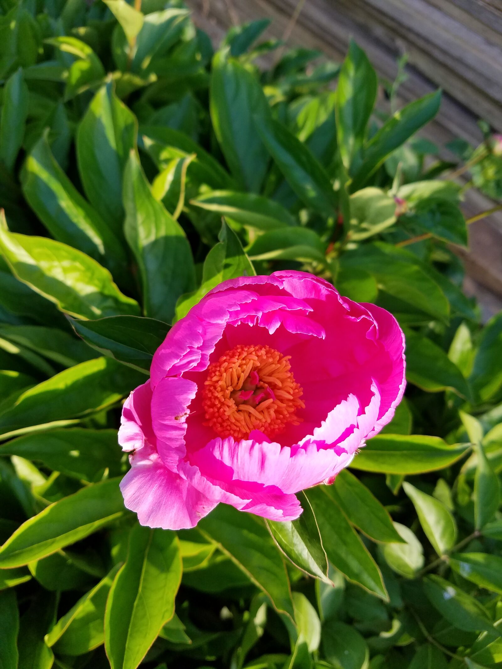 Samsung Galaxy S7 sample photo. Pink, flower, garden flower photography
