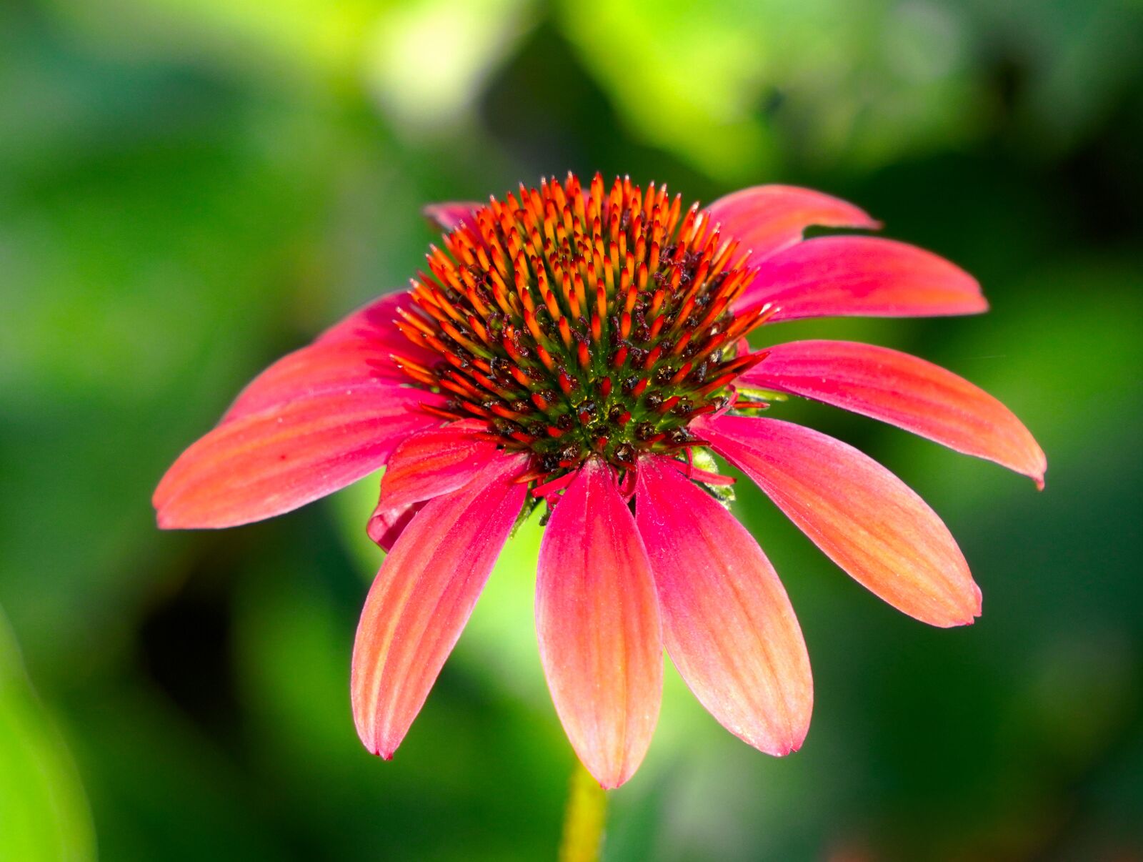 Sony E 55-210mm F4.5-6.3 OSS sample photo. Echinacea, blossom, bloom photography