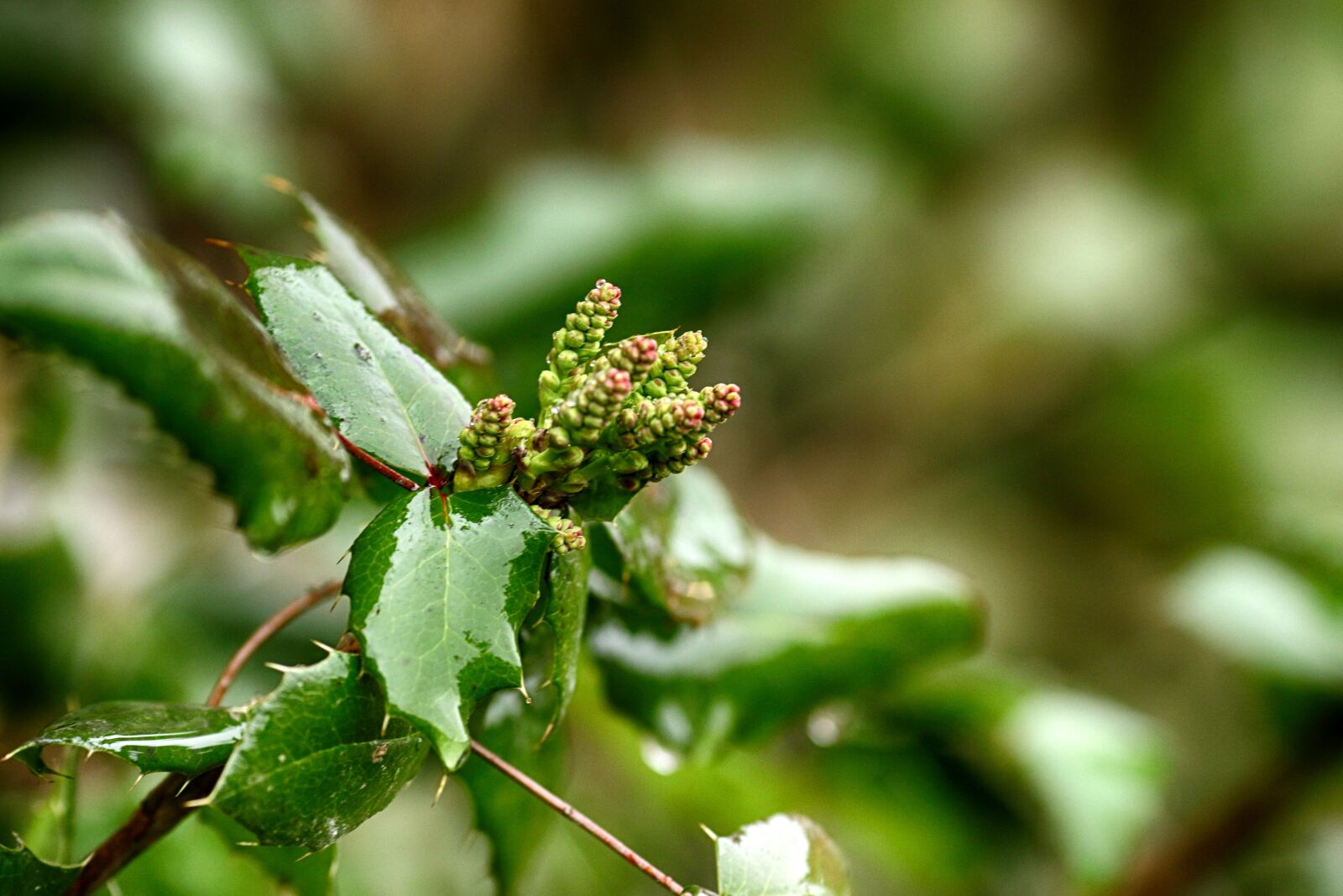 Canon EOS 7D Mark II + Canon EF 135mm F2L USM sample photo. Leaf, flora, nature photography