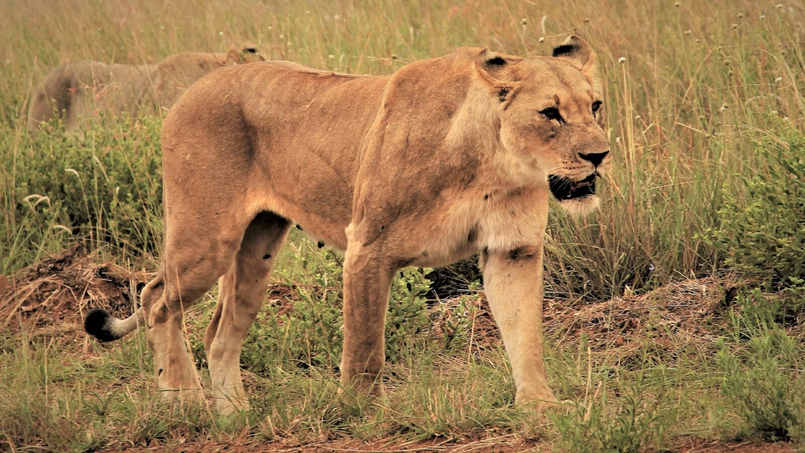 Canon EOS 60D + Canon EF 24-105mm F4L IS USM sample photo. Lioness, walking, fear photography