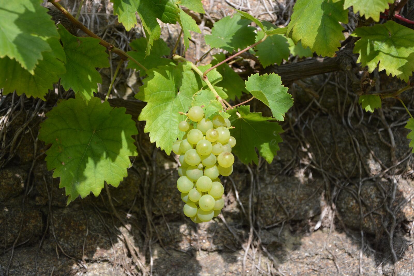 Nikon D5200 sample photo. Cluster of white grape photography