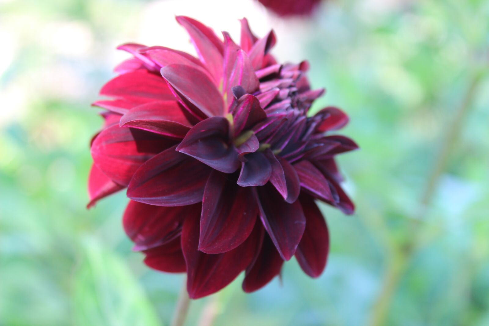 Canon EOS 600D (Rebel EOS T3i / EOS Kiss X5) sample photo. Flower, park, garden photography
