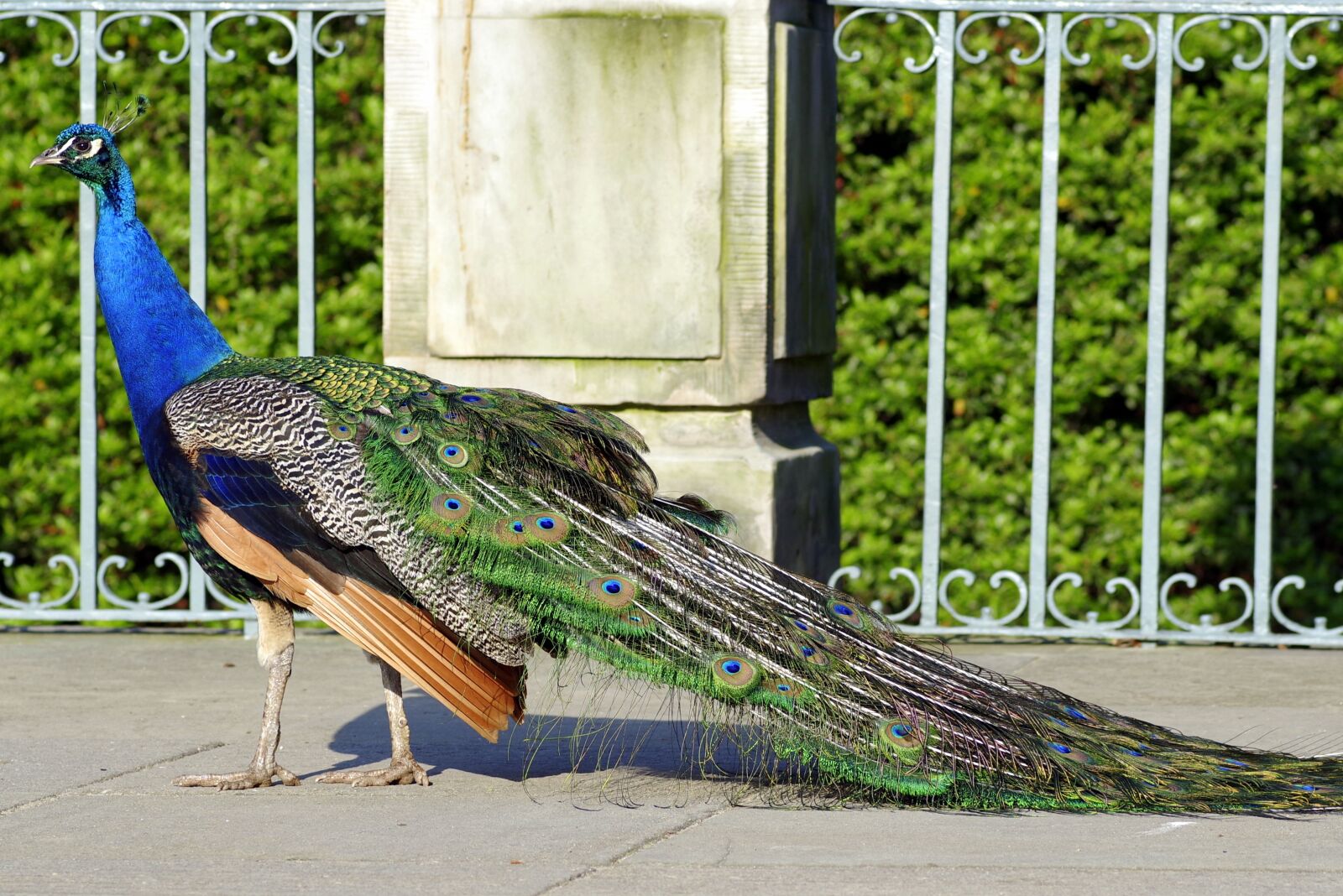 Pentax K-S2 sample photo. Peacock, dashing, bird photography