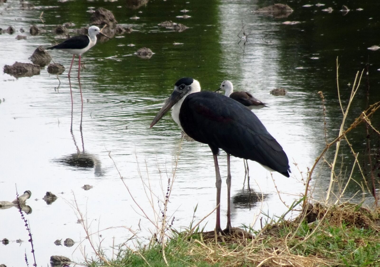 Sony Cyber-shot DSC-HX90V sample photo. Stork, woolly necked, ciconia photography