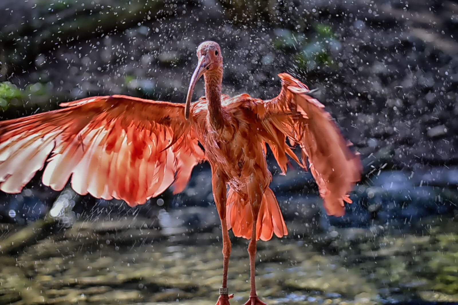 Nikon D7200 sample photo. Ibis, eudocimus ruber, water photography