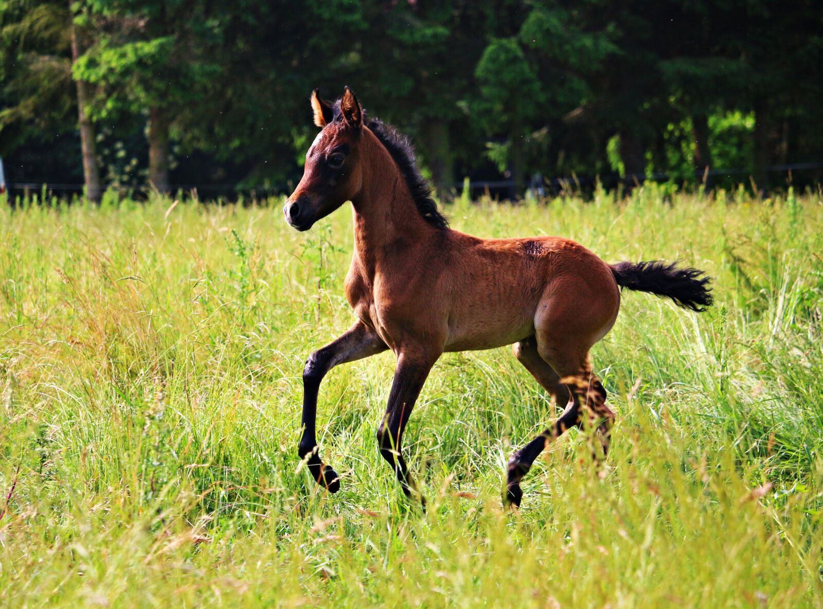 Canon EOS 100D (EOS Rebel SL1 / EOS Kiss X7) sample photo. Horse, foal, brown mold photography