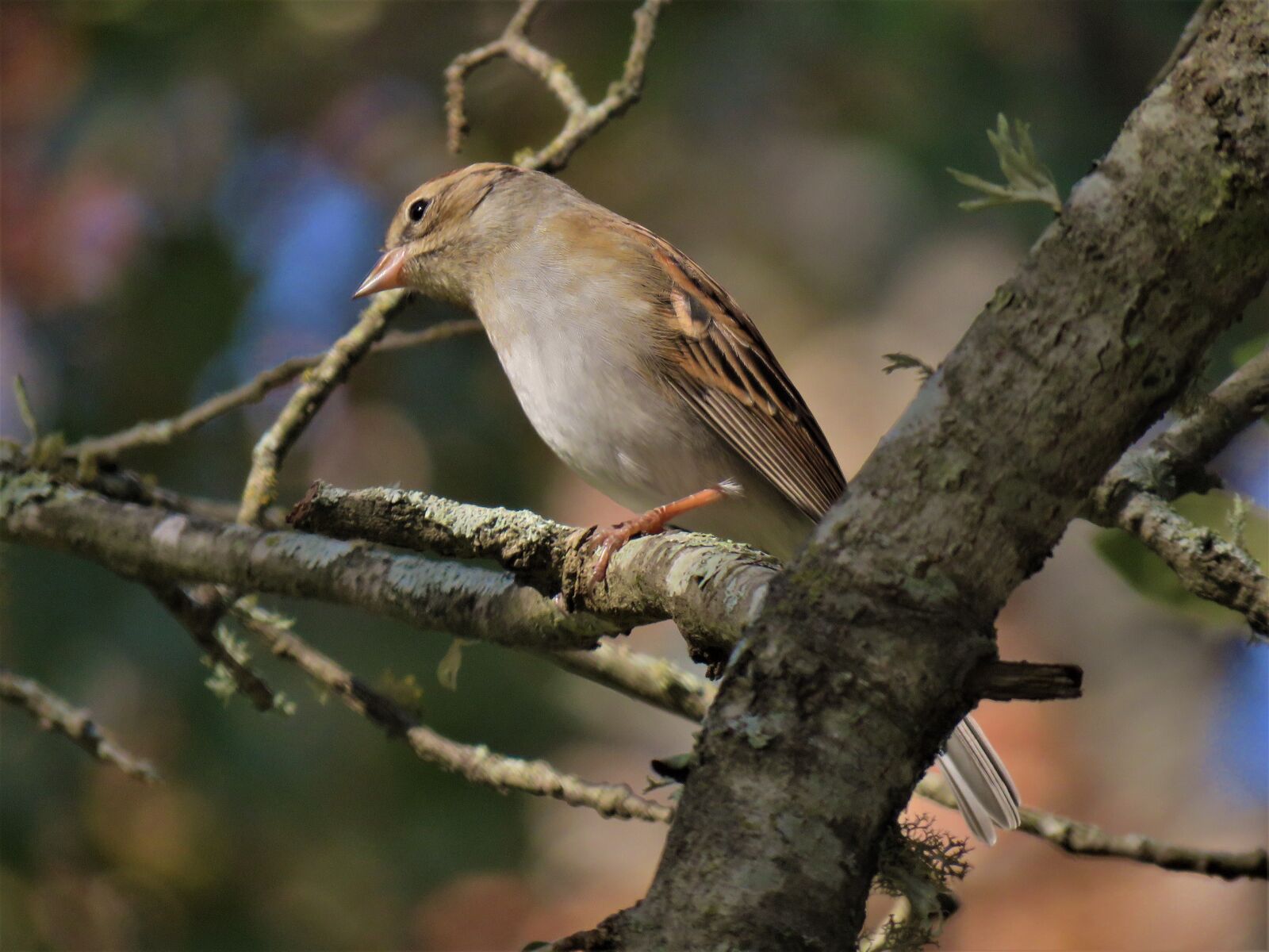 Canon PowerShot SX60 HS sample photo. Bird, wildlife, tree photography