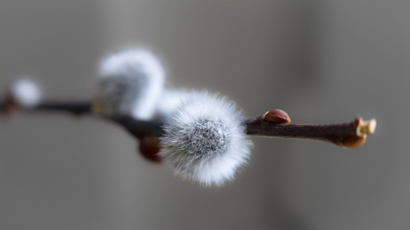 Canon PowerShot G3 X sample photo. Willow catkins, kitten, branch photography