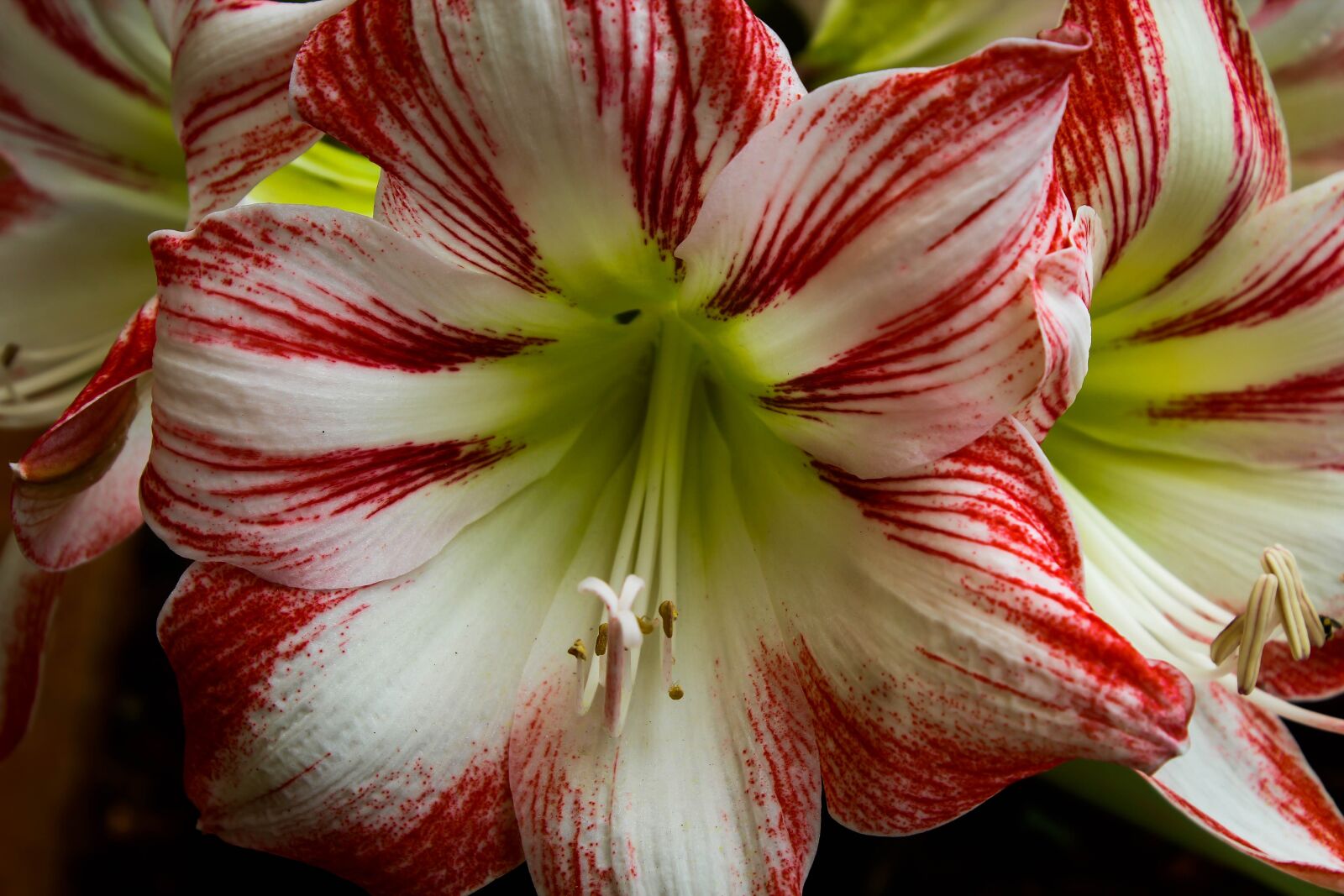 Canon EOS 600D (Rebel EOS T3i / EOS Kiss X5) sample photo. Nature, summer, flower photography