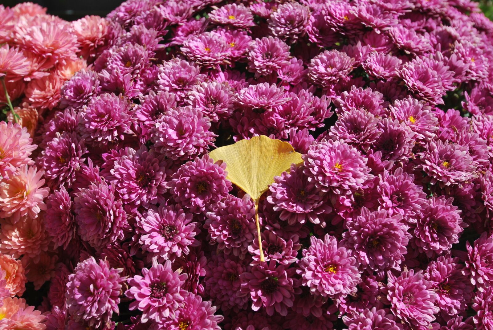 Nikon D60 sample photo. Flowers, nature, plants photography
