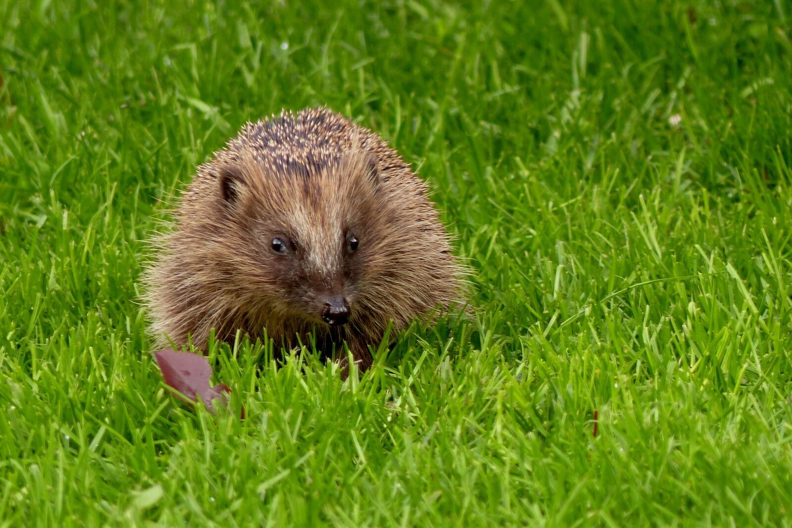Panasonic Lumix DMC-FZ200 sample photo. Hedgehog, erinaceus, animal photography