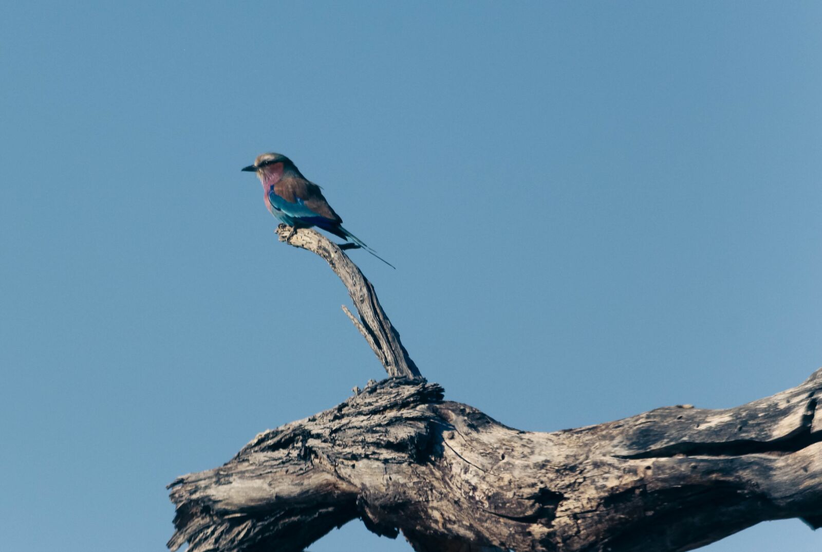 Canon EOS 650D (EOS Rebel T4i / EOS Kiss X6i) + Canon EF-S 55-250mm F4-5.6 IS II sample photo. Lilac breasted roller, bird photography