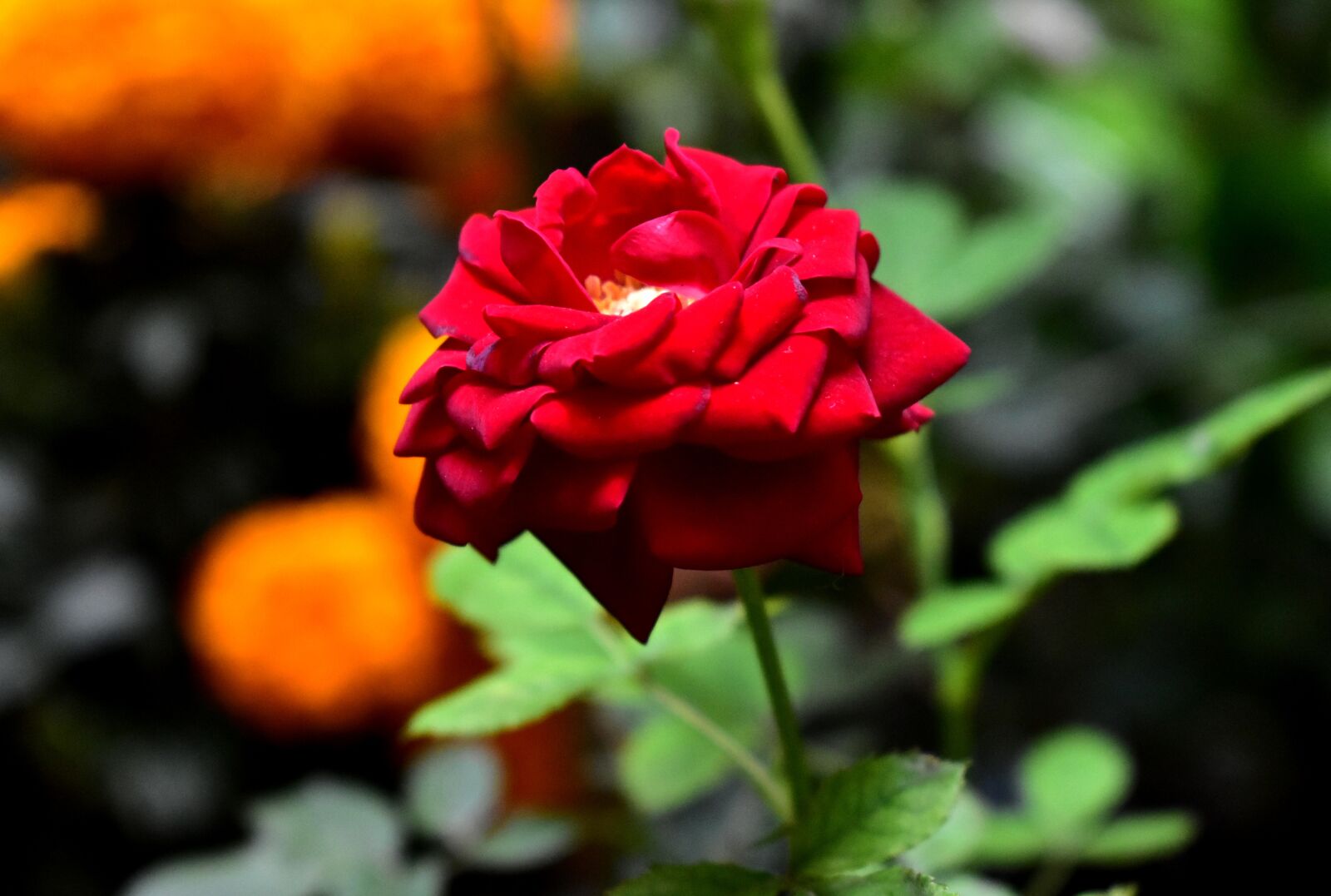 Nikon D5600 sample photo. Rosa, flower, plant photography