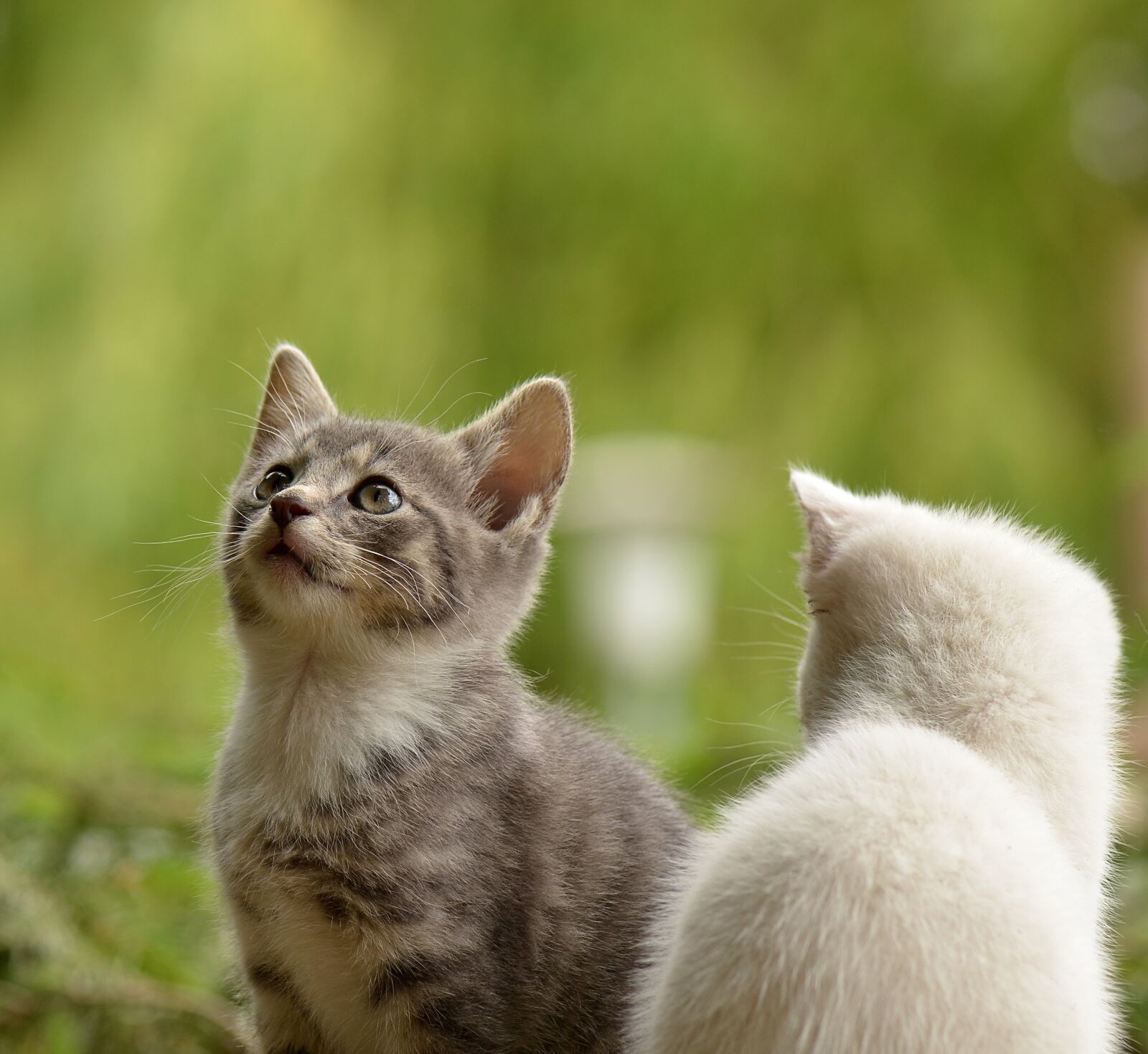 Nikon D5100 sample photo. Cat, young animal, curious photography