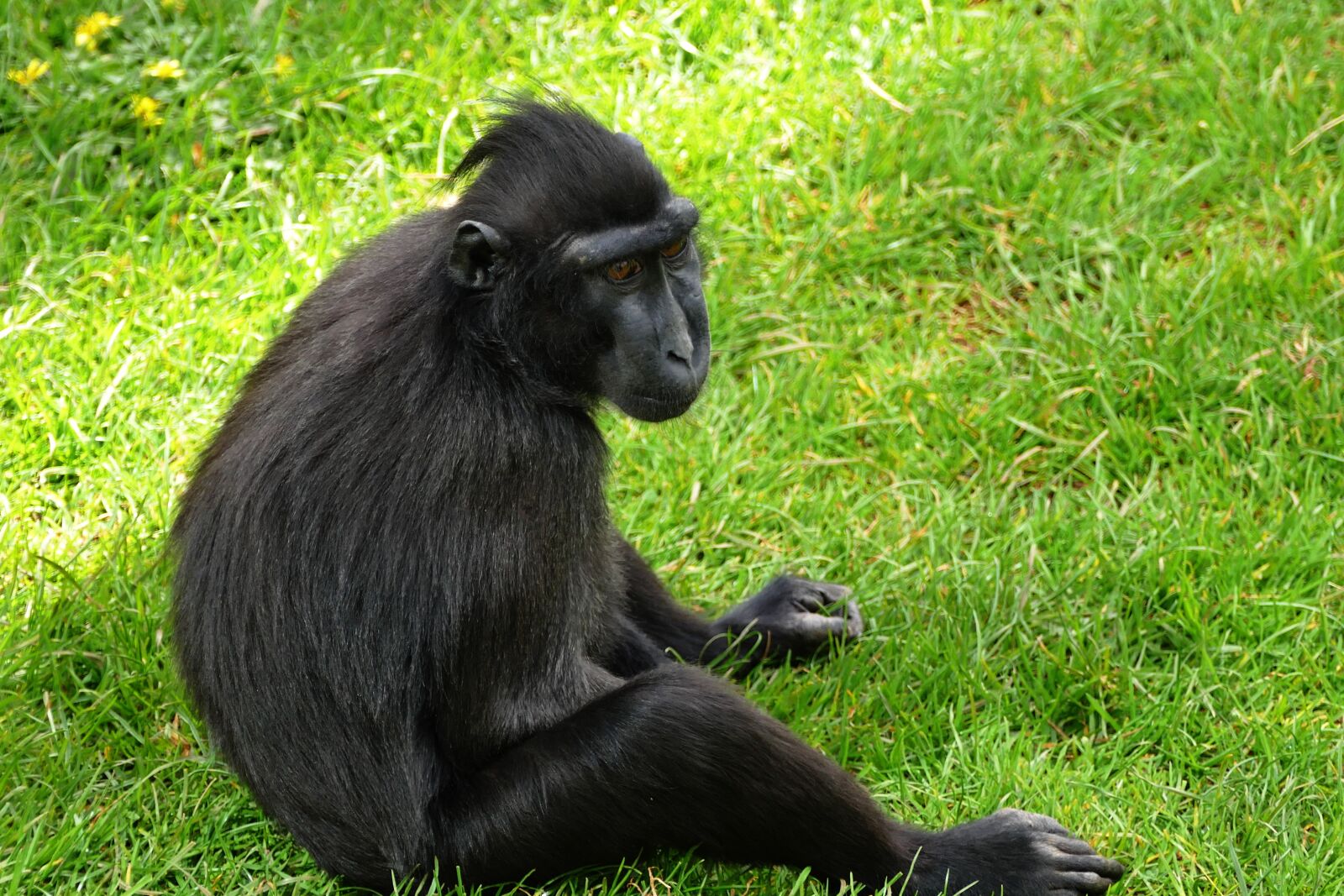 Panasonic Lumix DMC-FZ1000 sample photo. Monkey, ape, animal photography
