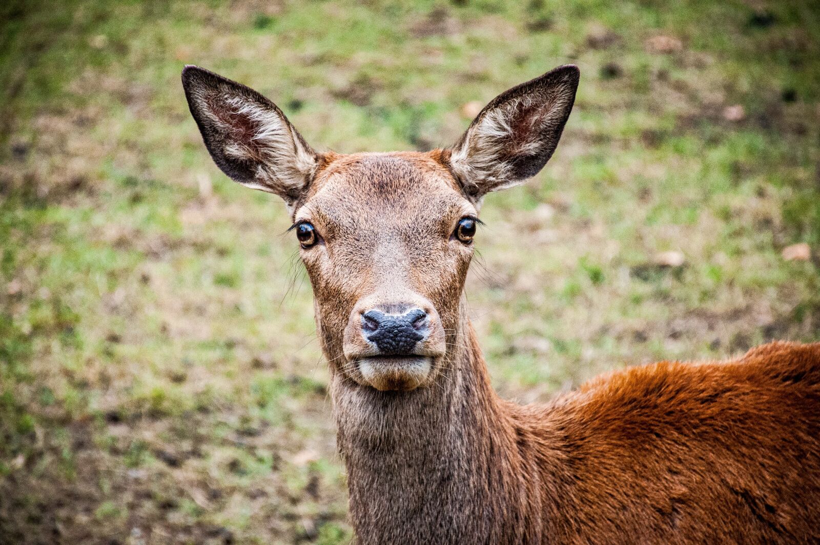 Nikon D90 sample photo. Roe deer, red deer photography