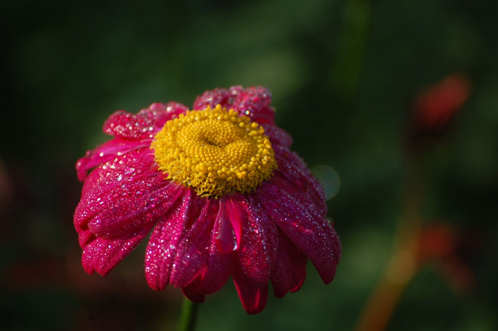 Nikon D40 sample photo. Morgentau, blossom, bloom photography