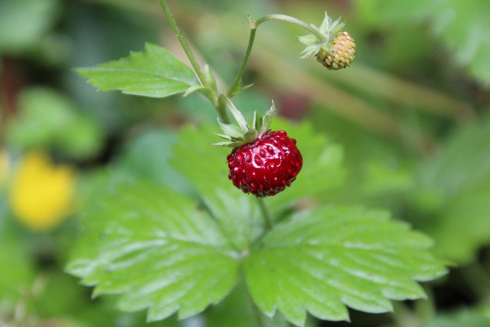 Canon EOS 1200D (EOS Rebel T5 / EOS Kiss X70 / EOS Hi) sample photo. Wild strawberry, red, fruit photography