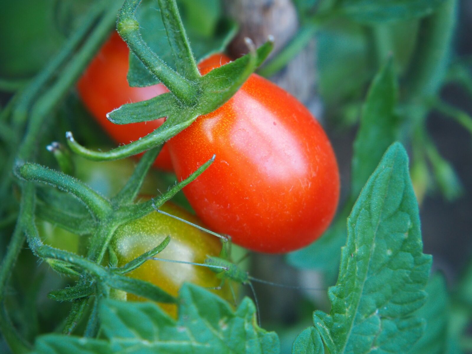 Olympus OM-D E-M10 sample photo. Tomato, red, vegetables photography