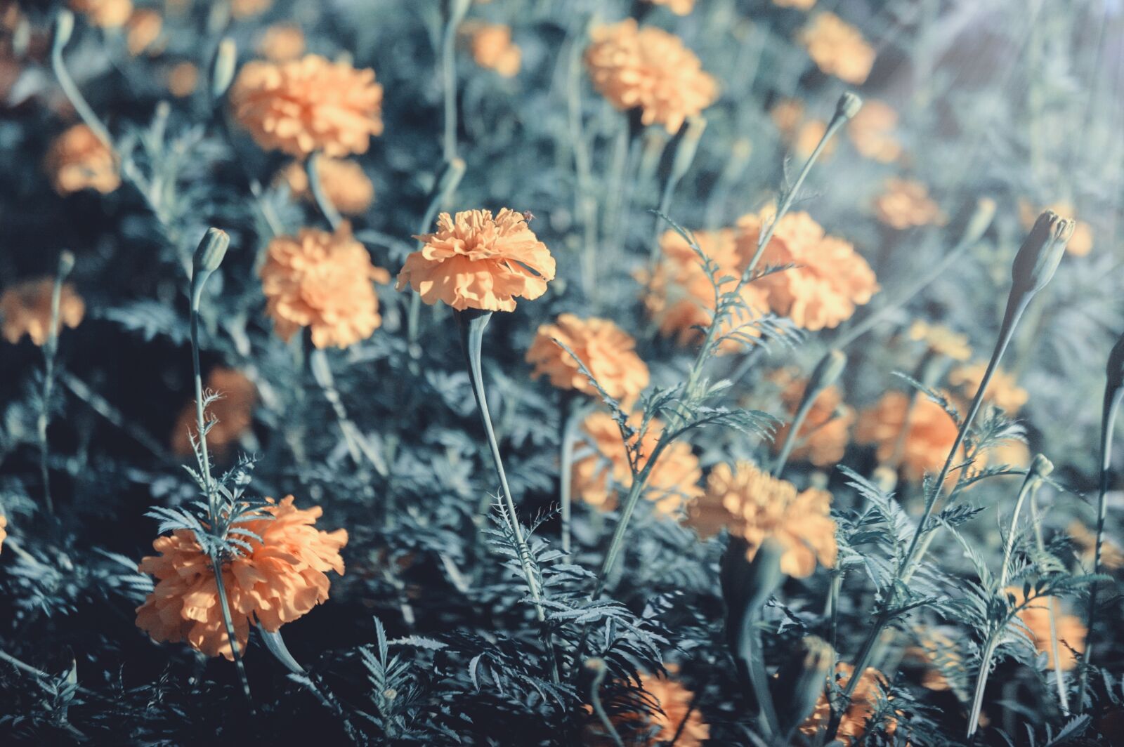 Nikon D70s sample photo. Flowers, garden, flower photography