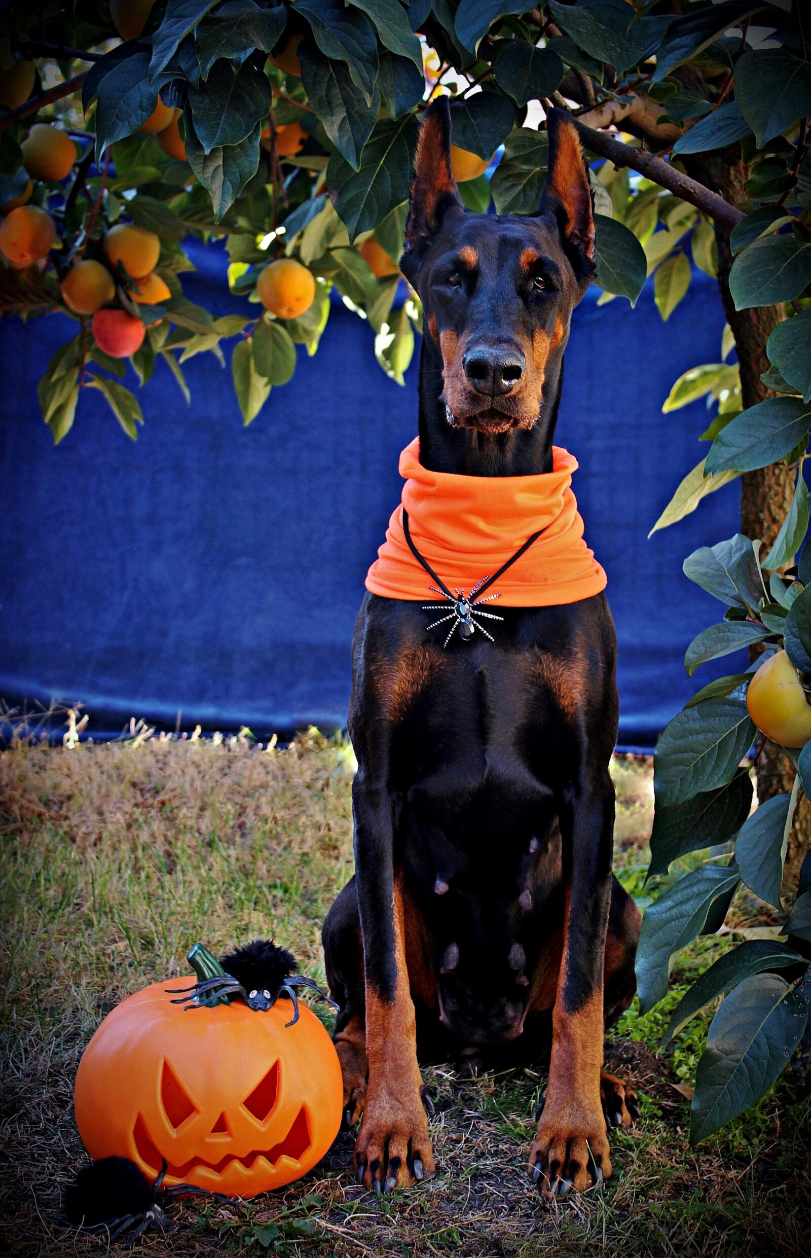 Canon EOS 600D (Rebel EOS T3i / EOS Kiss X5) sample photo. Halloween, doberman, dog photography
