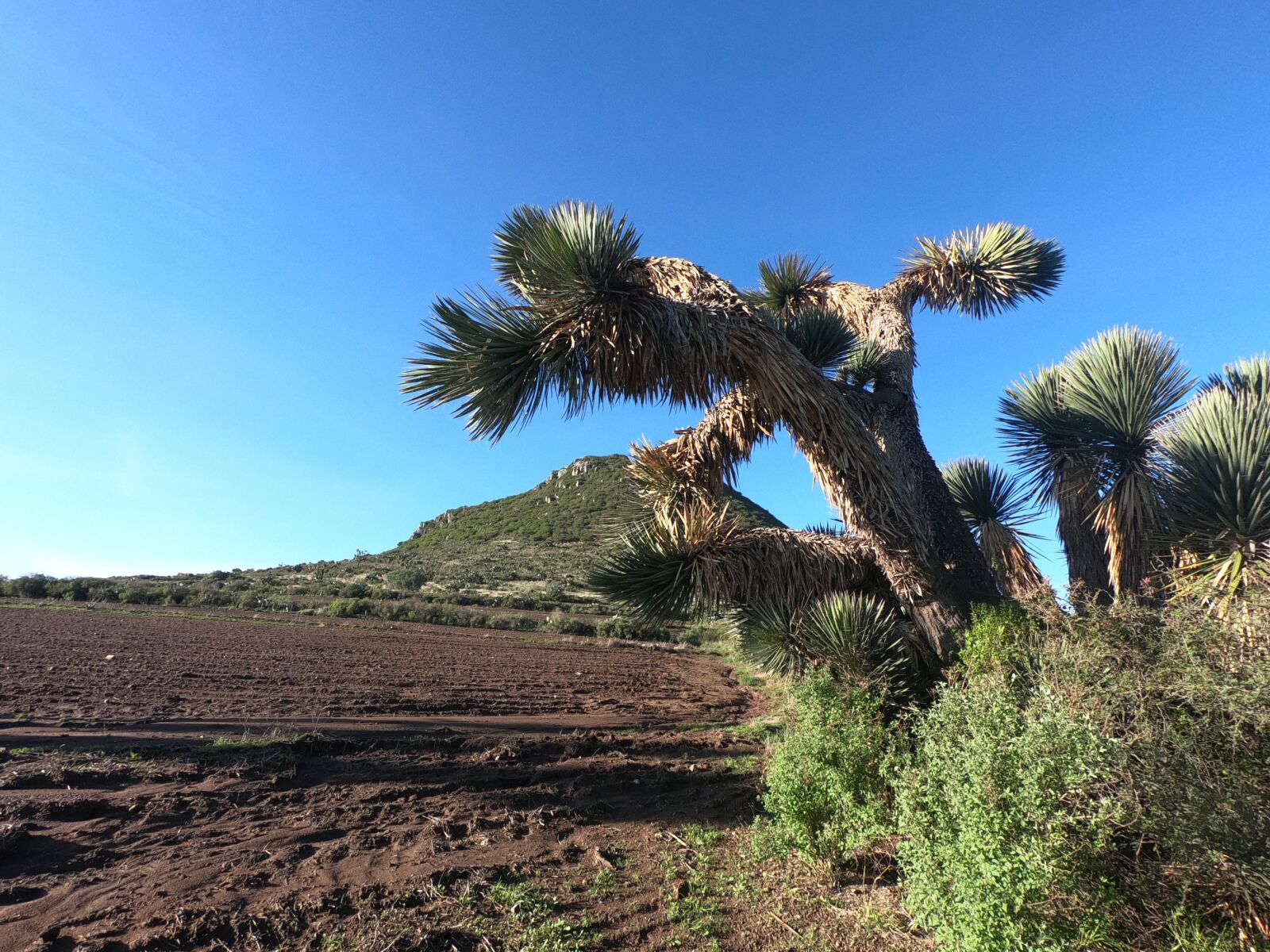 GoPro Hero7 Black sample photo. Palma, cerro, cultivo photography