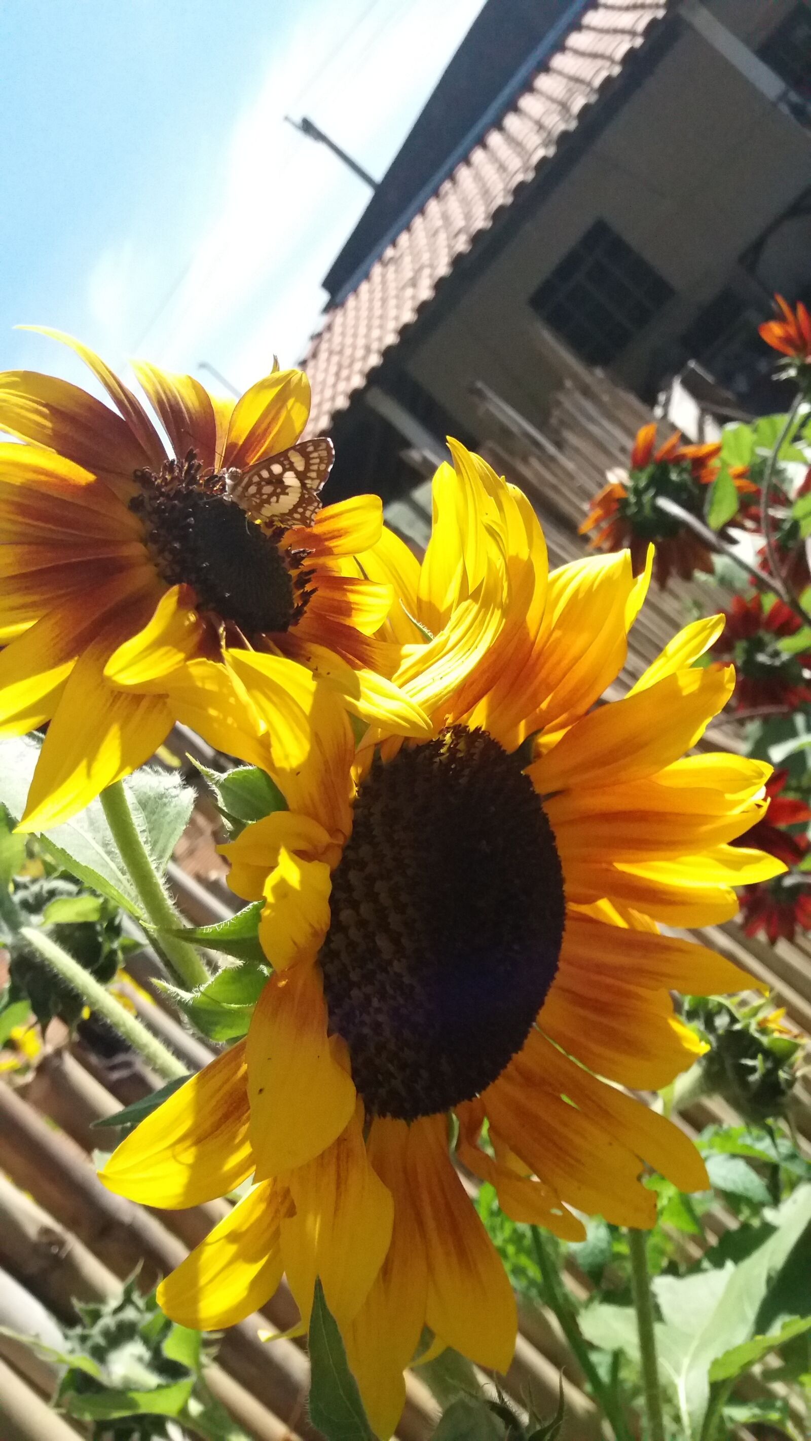 Samsung Galaxy J5 sample photo. Flor, girassol, jardim photography