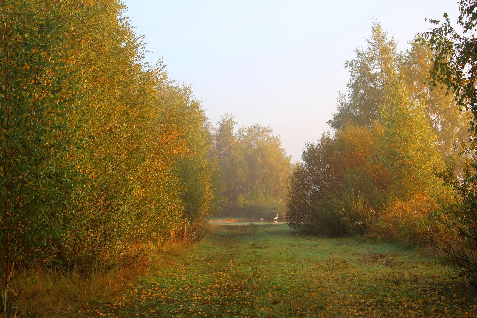 Canon EOS 600D (Rebel EOS T3i / EOS Kiss X5) sample photo. Sunrise, foggy, waterfront photography