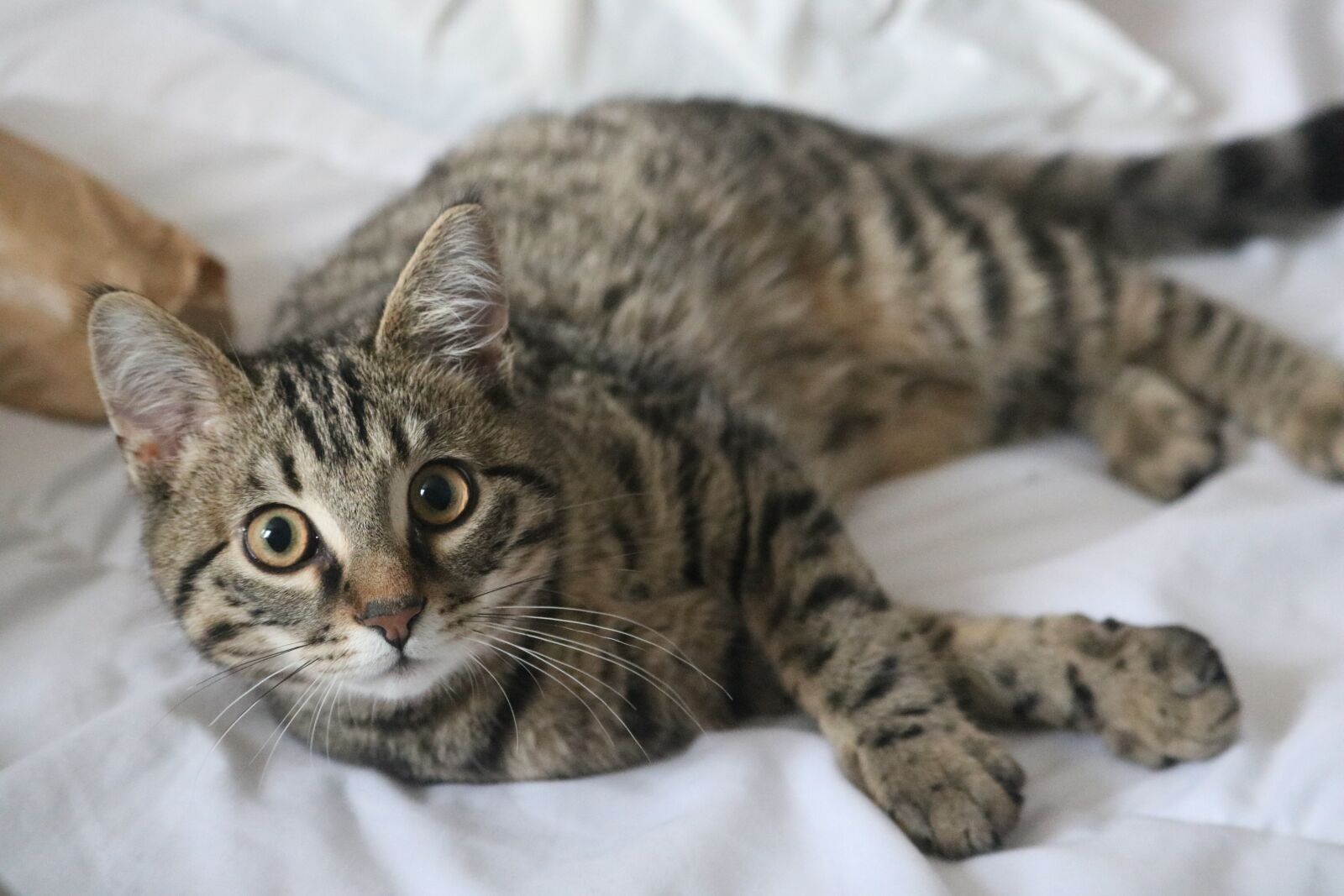 Canon EOS 760D (EOS Rebel T6s / EOS 8000D) sample photo. Cat, kitten, animals photography