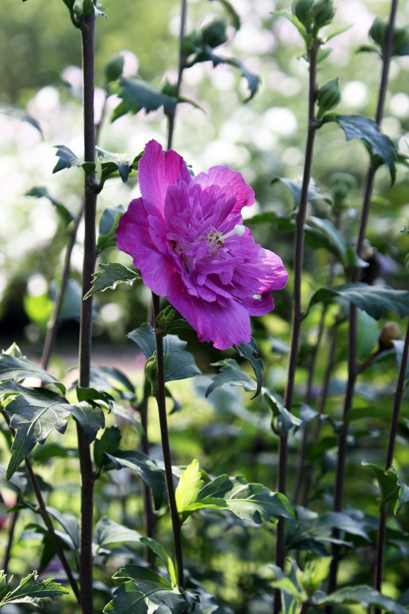 Canon EOS 50D sample photo. Rose of sharon, flowers photography