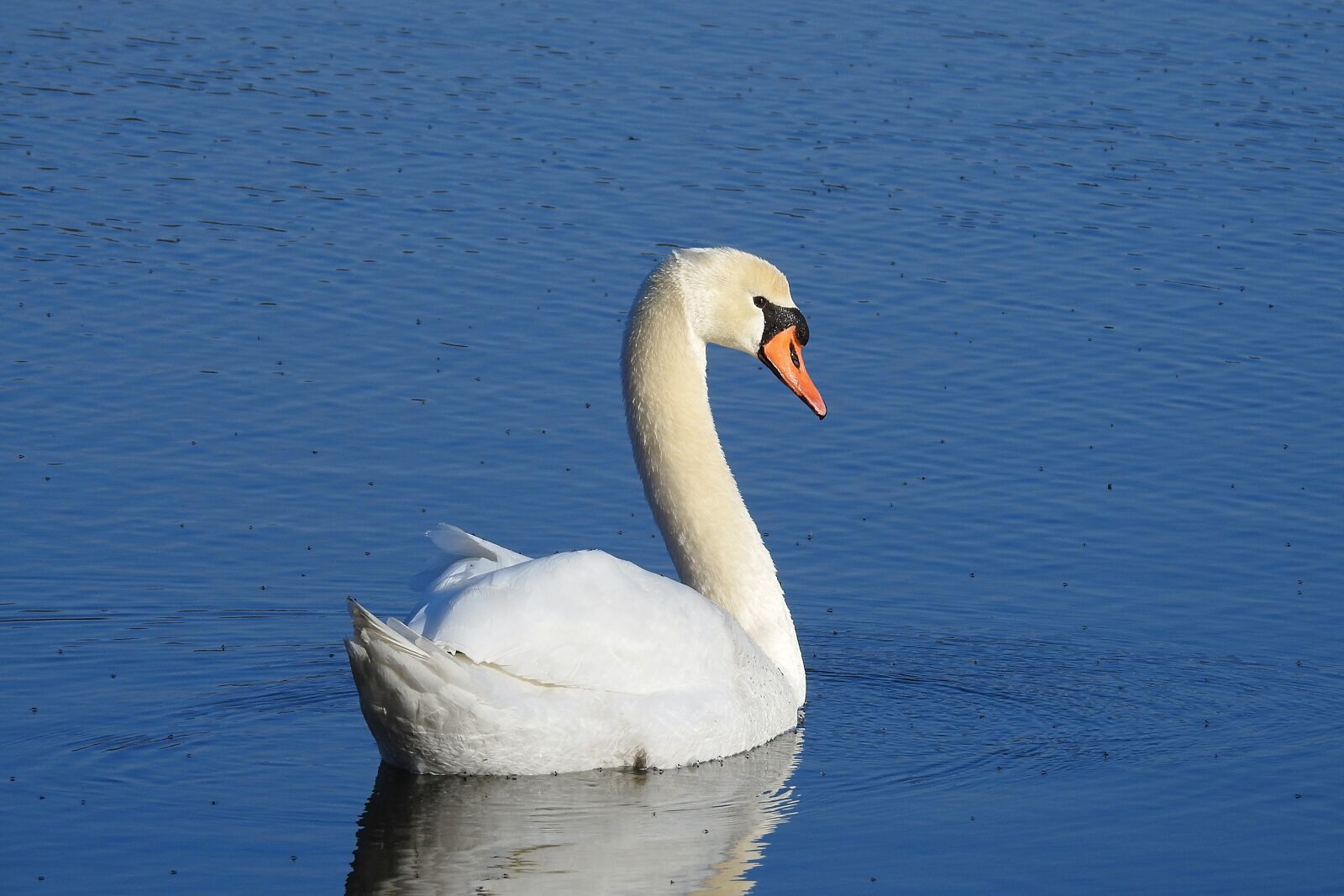 Nikon Coolpix P900 sample photo. Birds, lake, nature photography