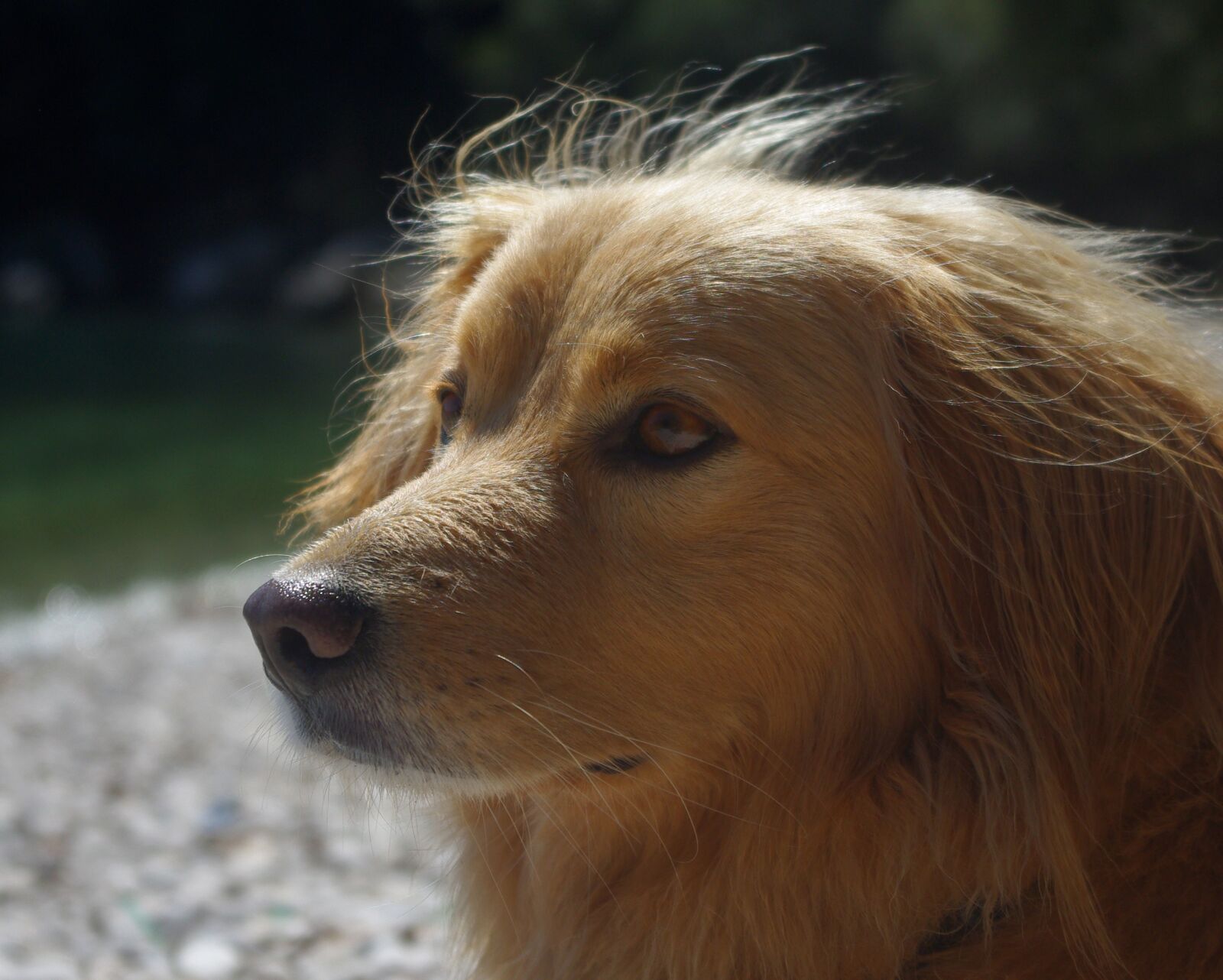 Pentax K-m (K2000) sample photo. Dog, animal, hybrid photography