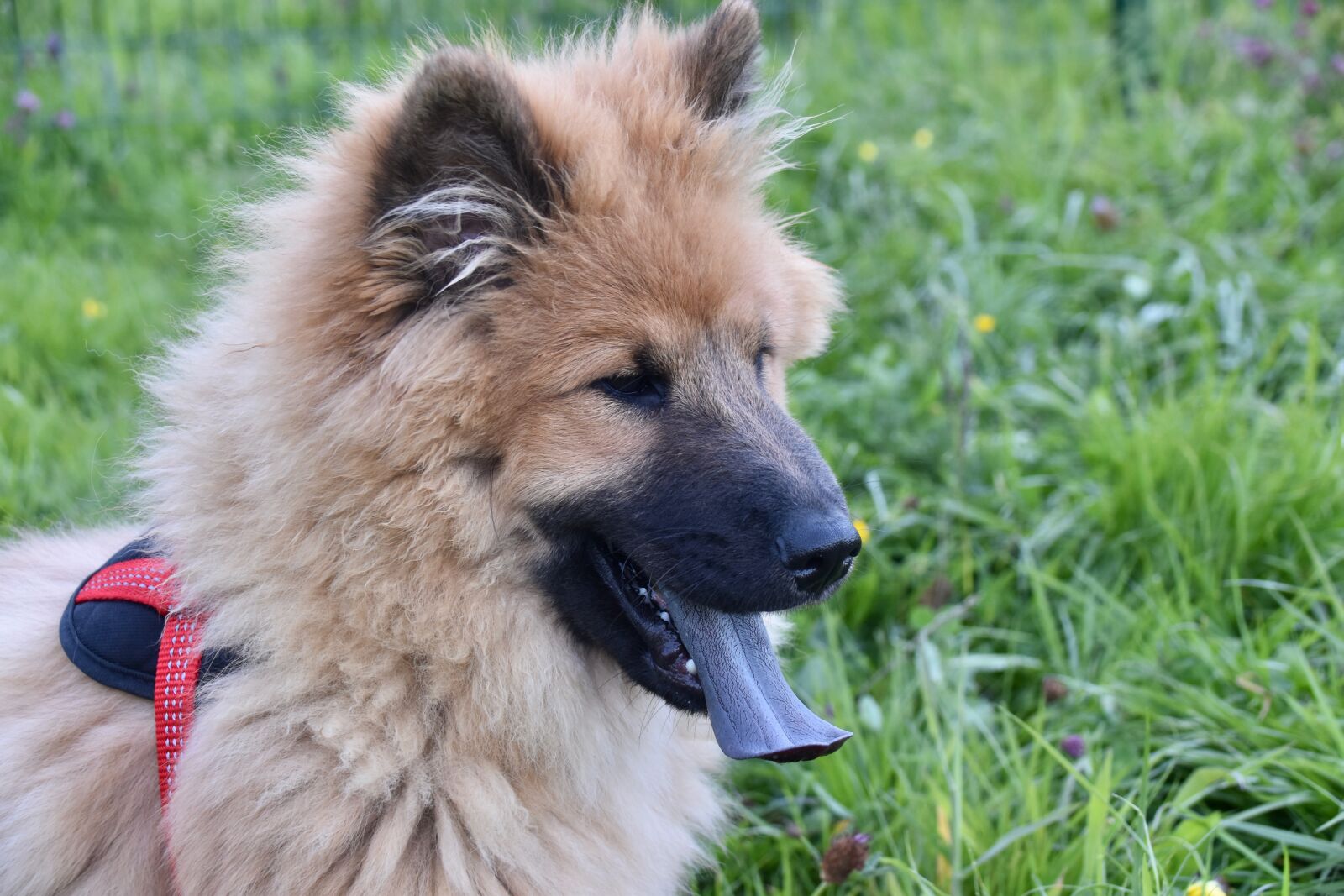 Nikon D5600 sample photo. Dog, dog eurasier, portrait photography