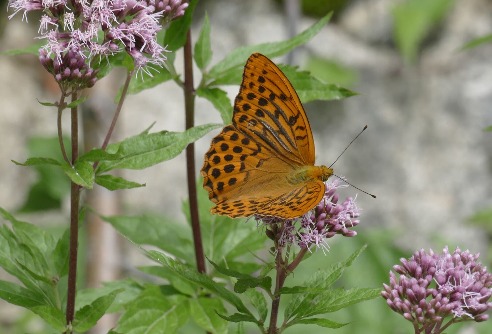 Panasonic Lumix DMC-FZ1000 sample photo. Butterfly, butterflies, imperial coat photography