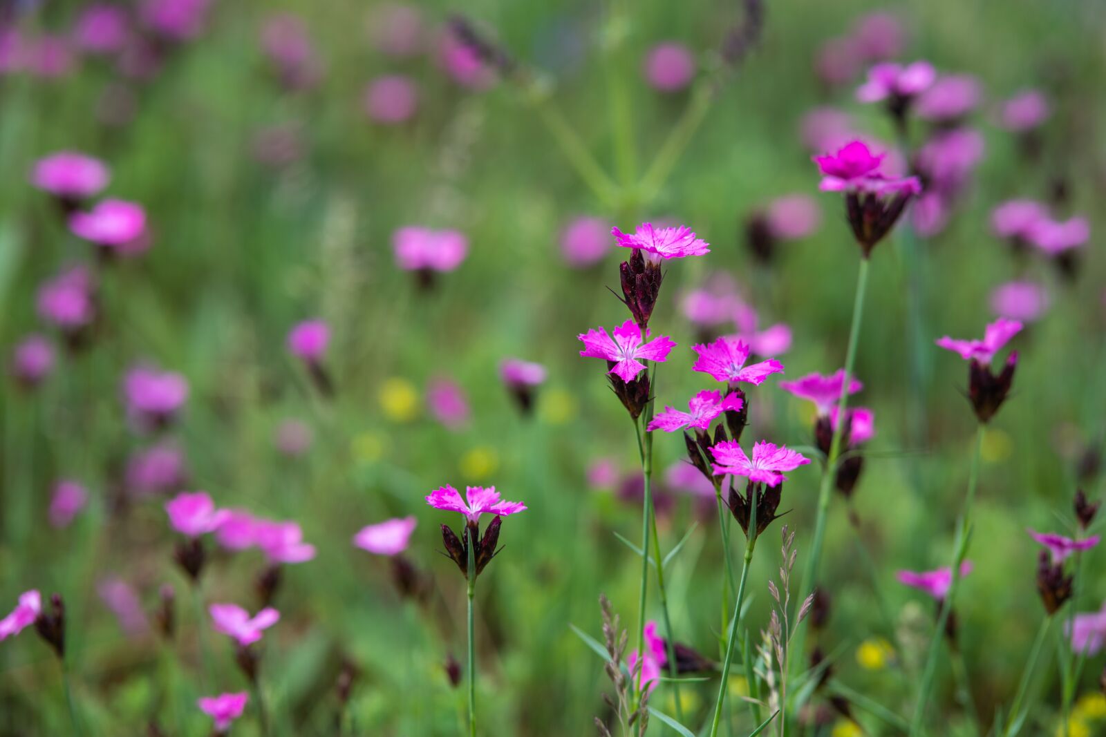 Nikon D850 sample photo. Wildflowers, meadow, flower meadow photography