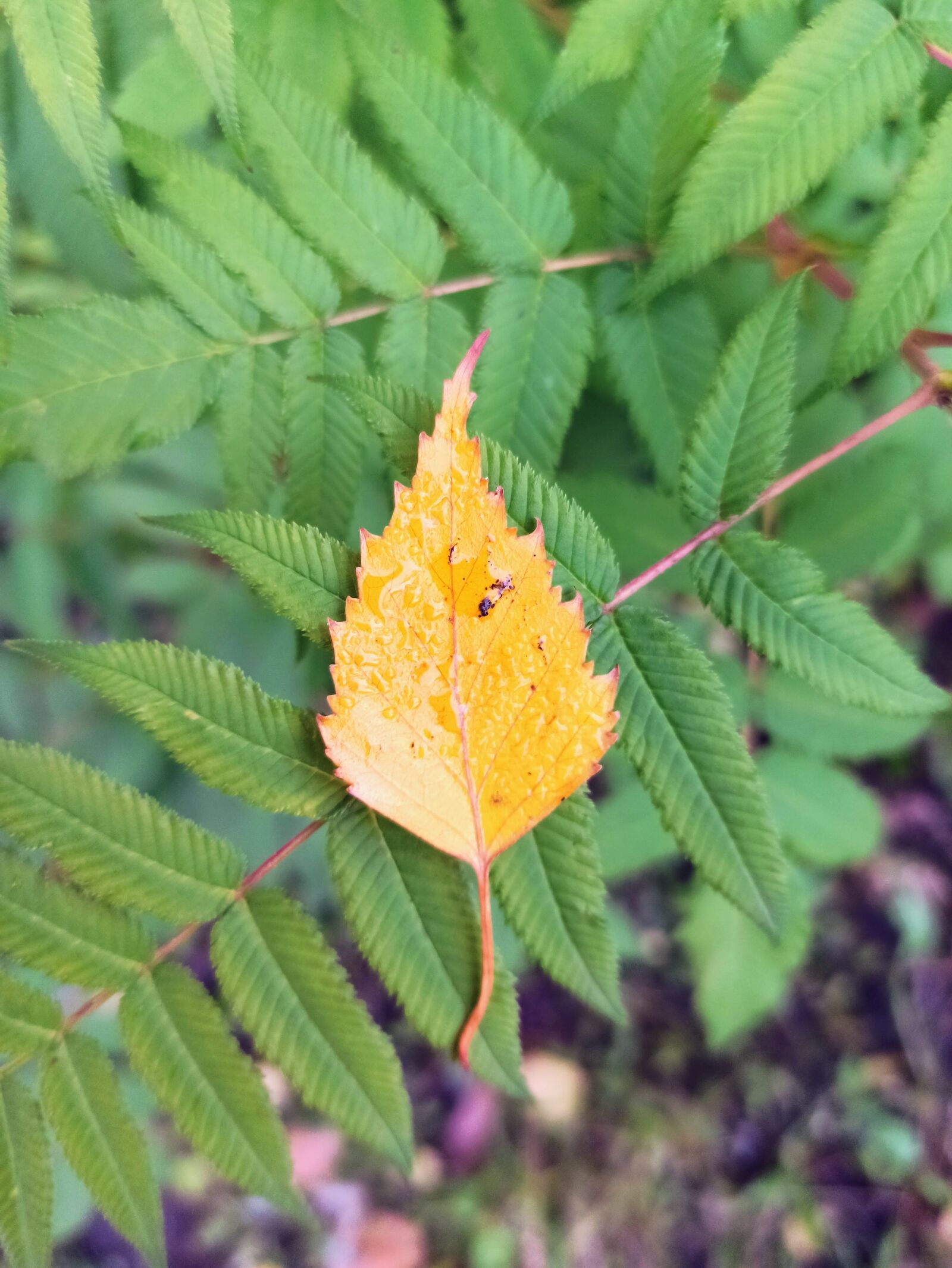Xiaomi Redmi Note 8 Pro sample photo. Autumn, yellow, orange photography