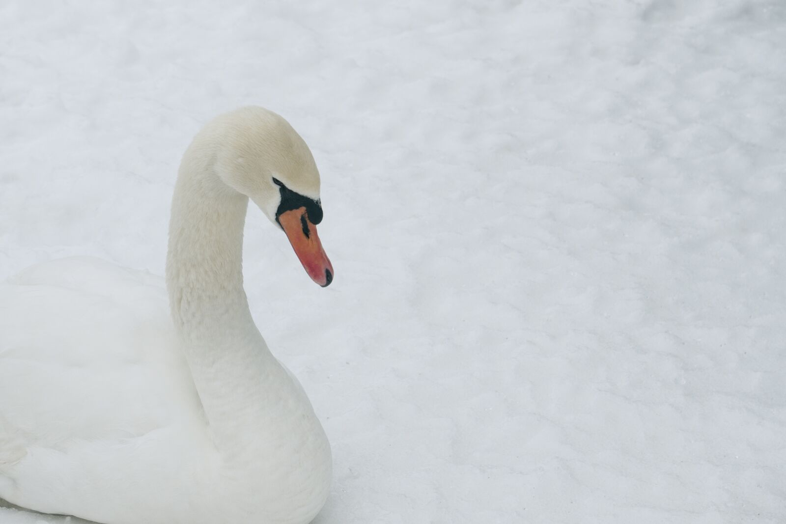 LEICA DG 12-60/F2.8-4.0 sample photo. Winter, swan, nature photography