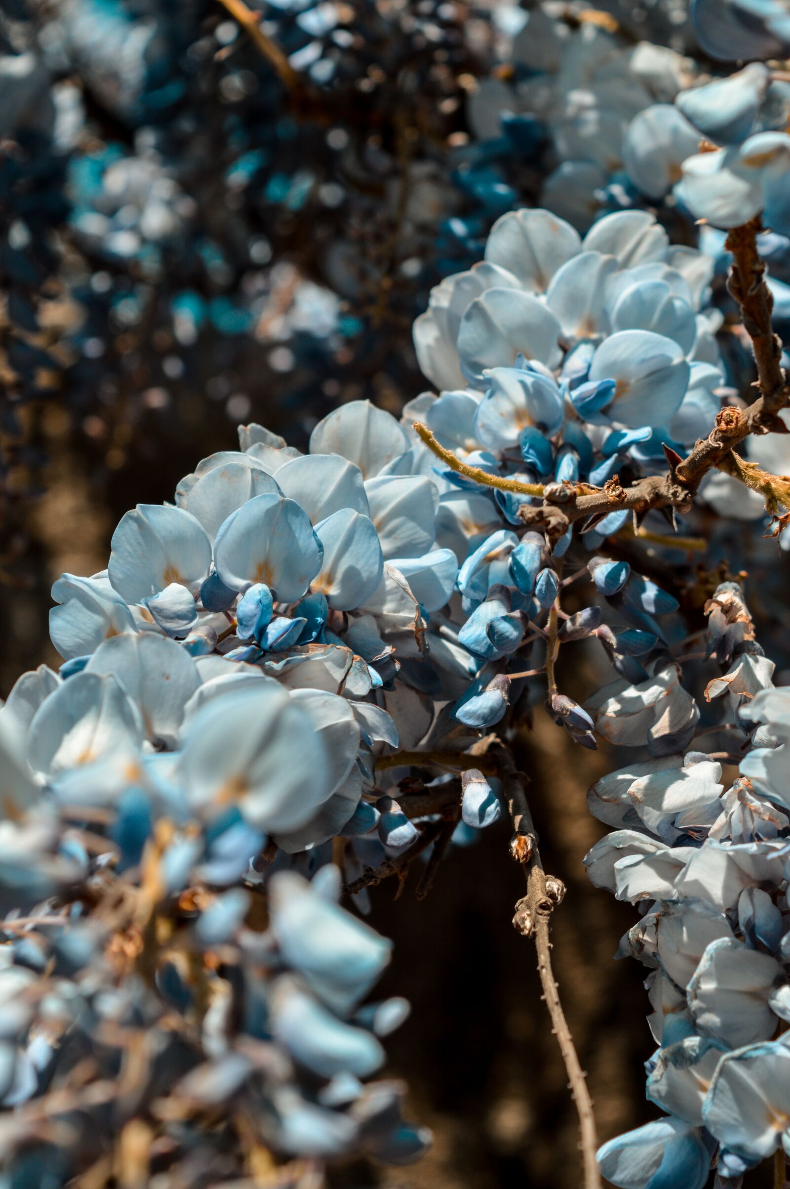 Nikon D3200 sample photo. Flower, blue, nature photography