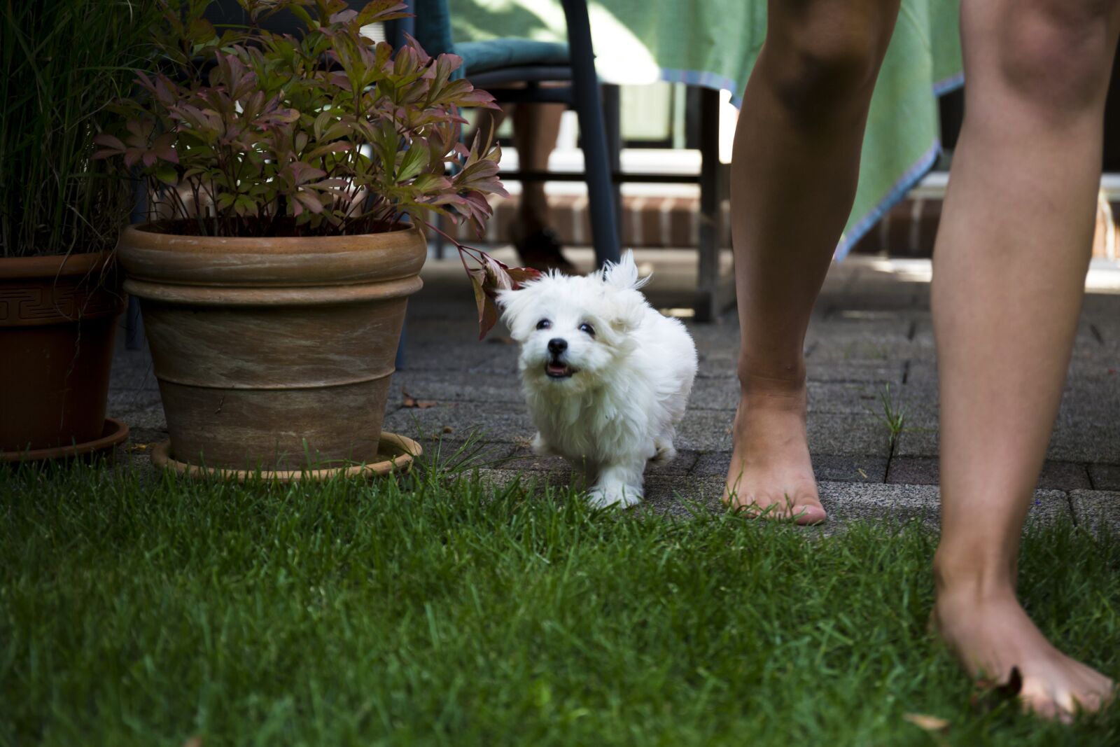 Canon EOS 5D Mark III sample photo. Dog, maltese, garden photography